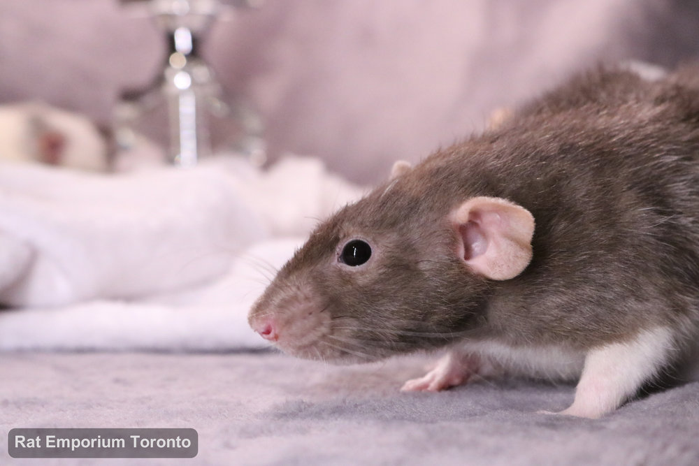 Pippin, my mink dumbo velveteen rat - born and raised at the Rat Emporium Toronto - adopt pet rats - rat breeder