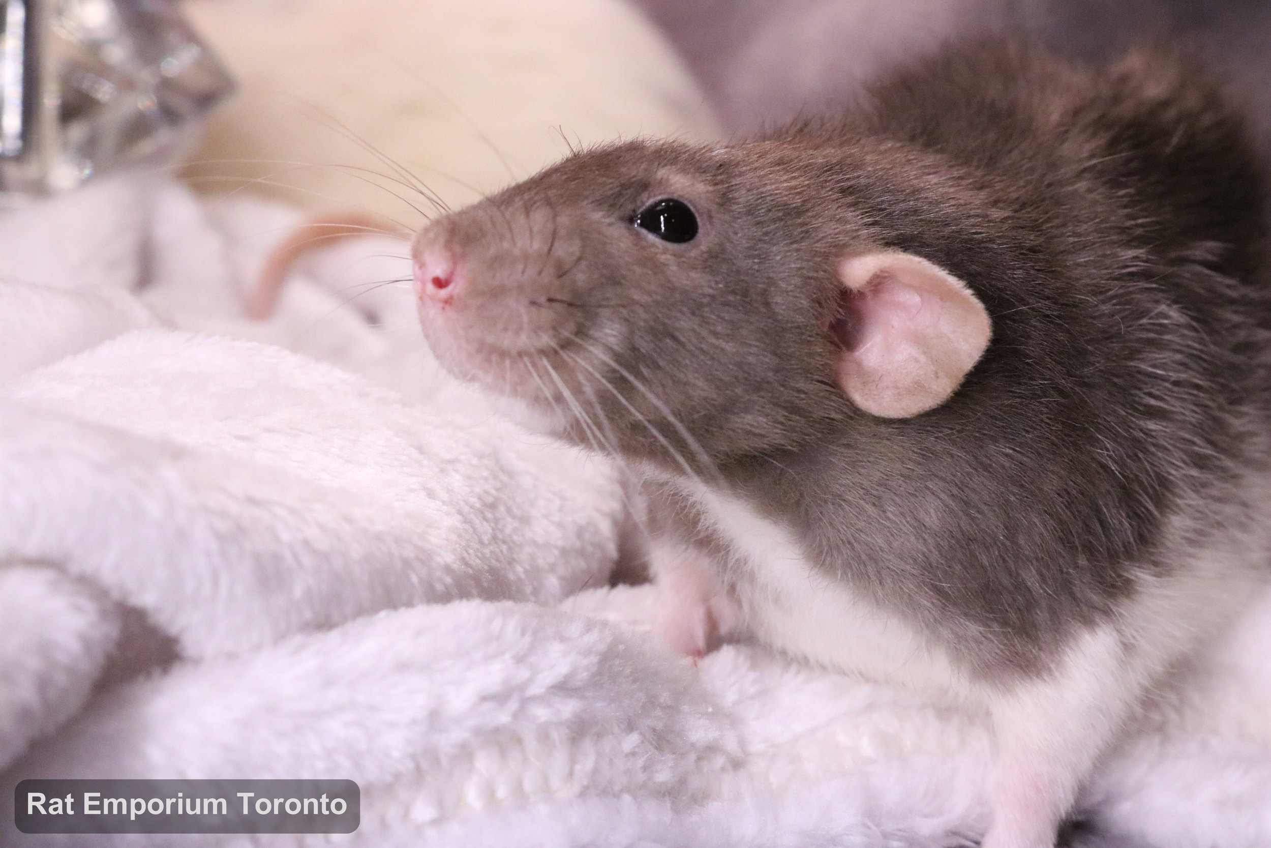 Pippin, my mink dumbo velveteen rat - born and raised at the Rat Emporium Toronto - adopt pet rats - rat breeder