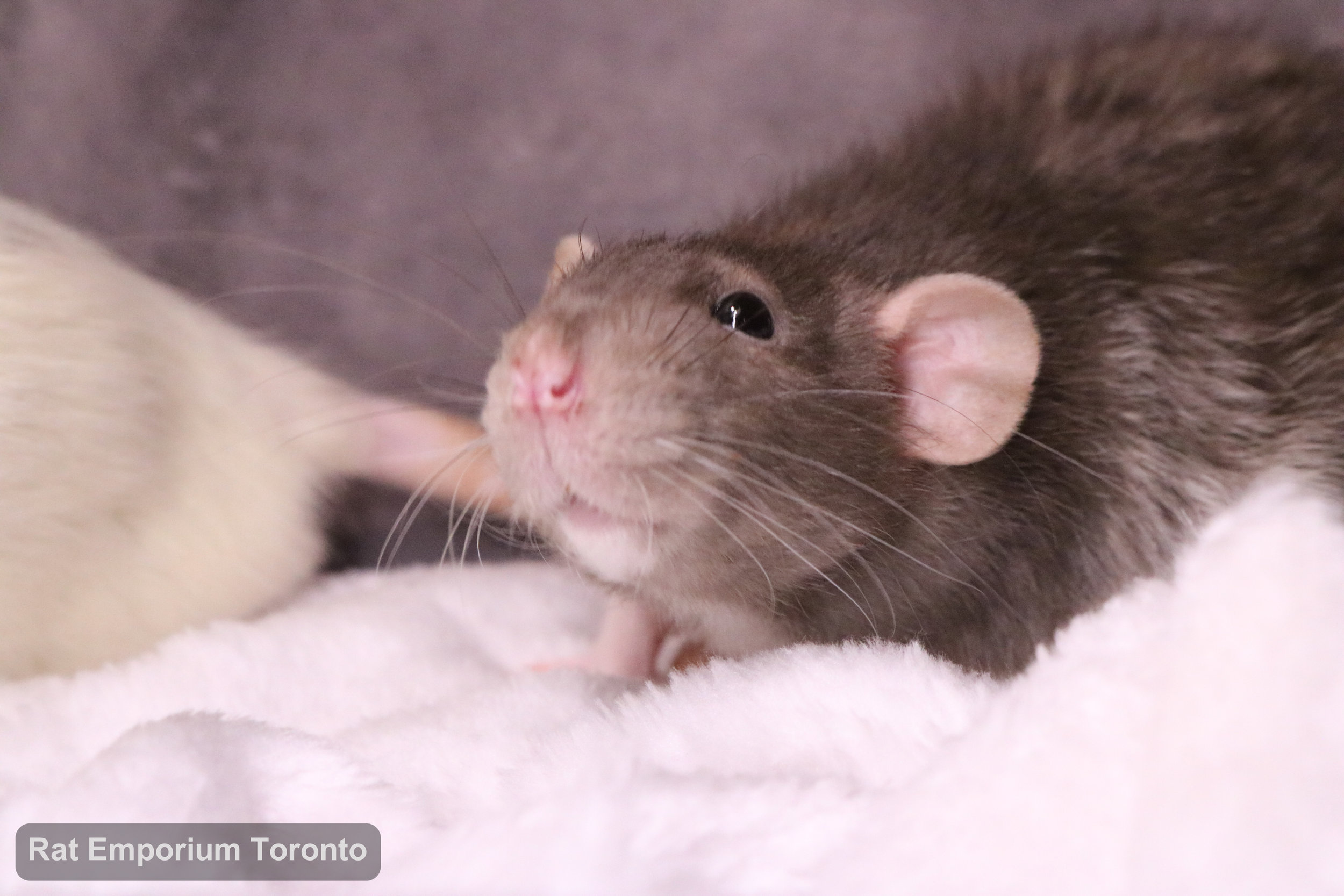 Pippin, my mink dumbo velveteen rat - born and raised at the Rat Emporium Toronto - adopt pet rats - rat breeder