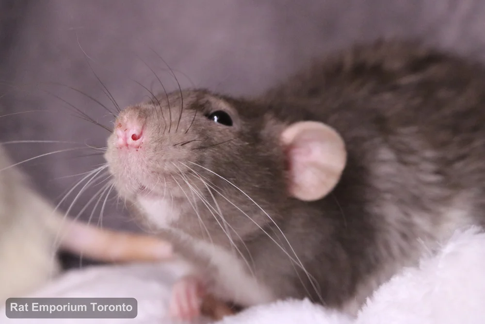 Pippin, my mink dumbo velveteen rat - born and raised at the Rat Emporium Toronto - adopt pet rats - rat breeder