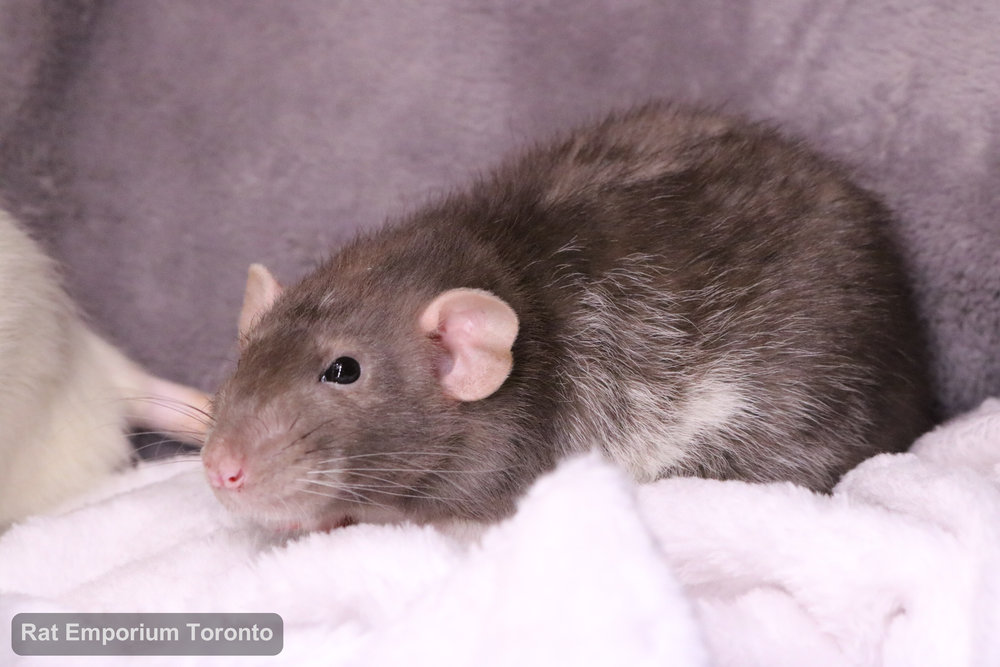 Pippin, my mink dumbo velveteen rat - born and raised at the Rat Emporium Toronto - adopt pet rats - rat breeder