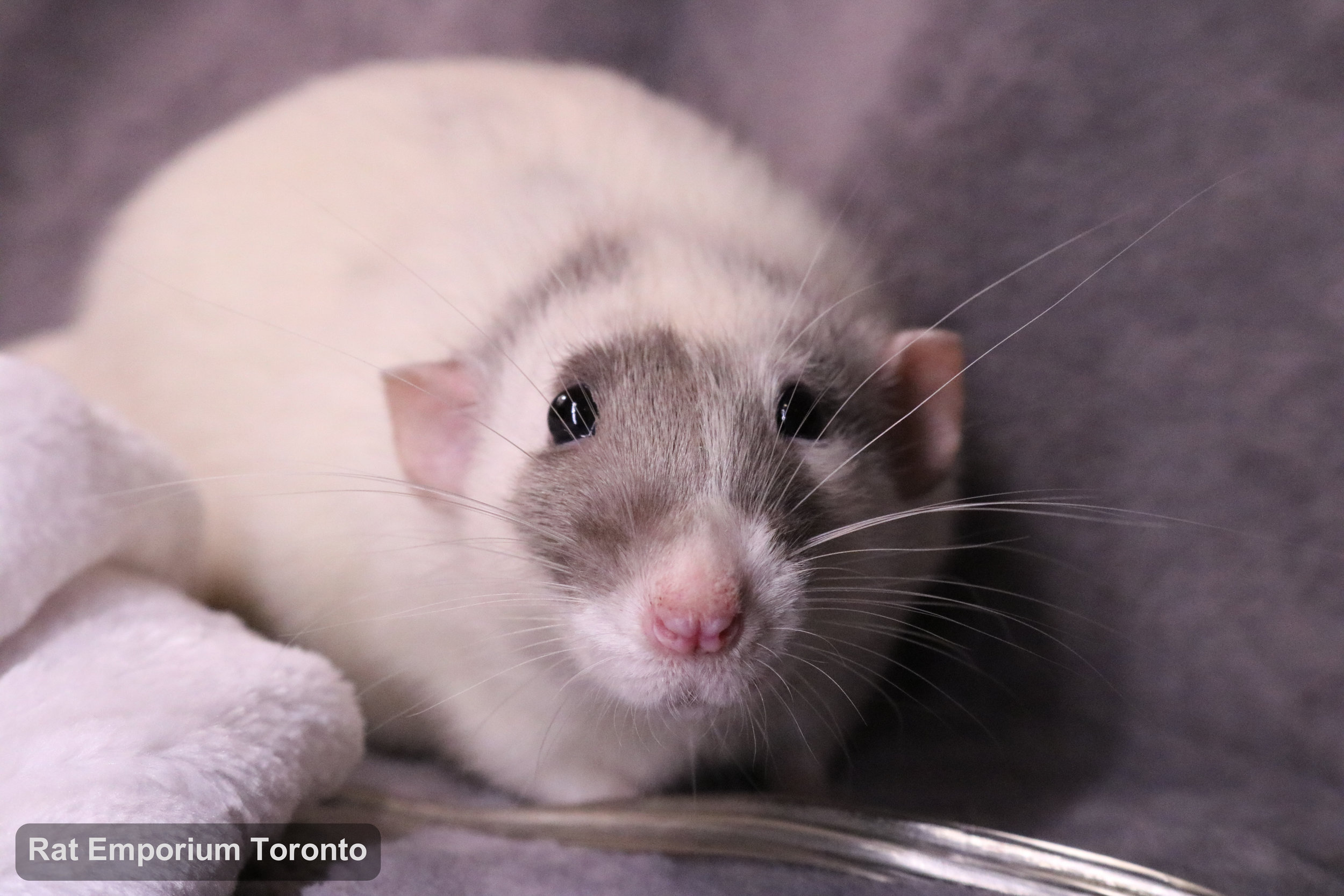 Casper, my black silvermane capped rat - born and raised at the Rat Emporium Toronto - adopt pet rats - rat breeder