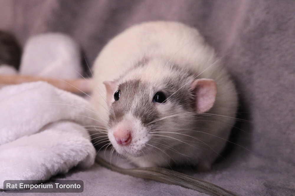 Casper, my black silvermane capped rat - born and raised at the Rat Emporium Toronto - adopt pet rats - rat breeder