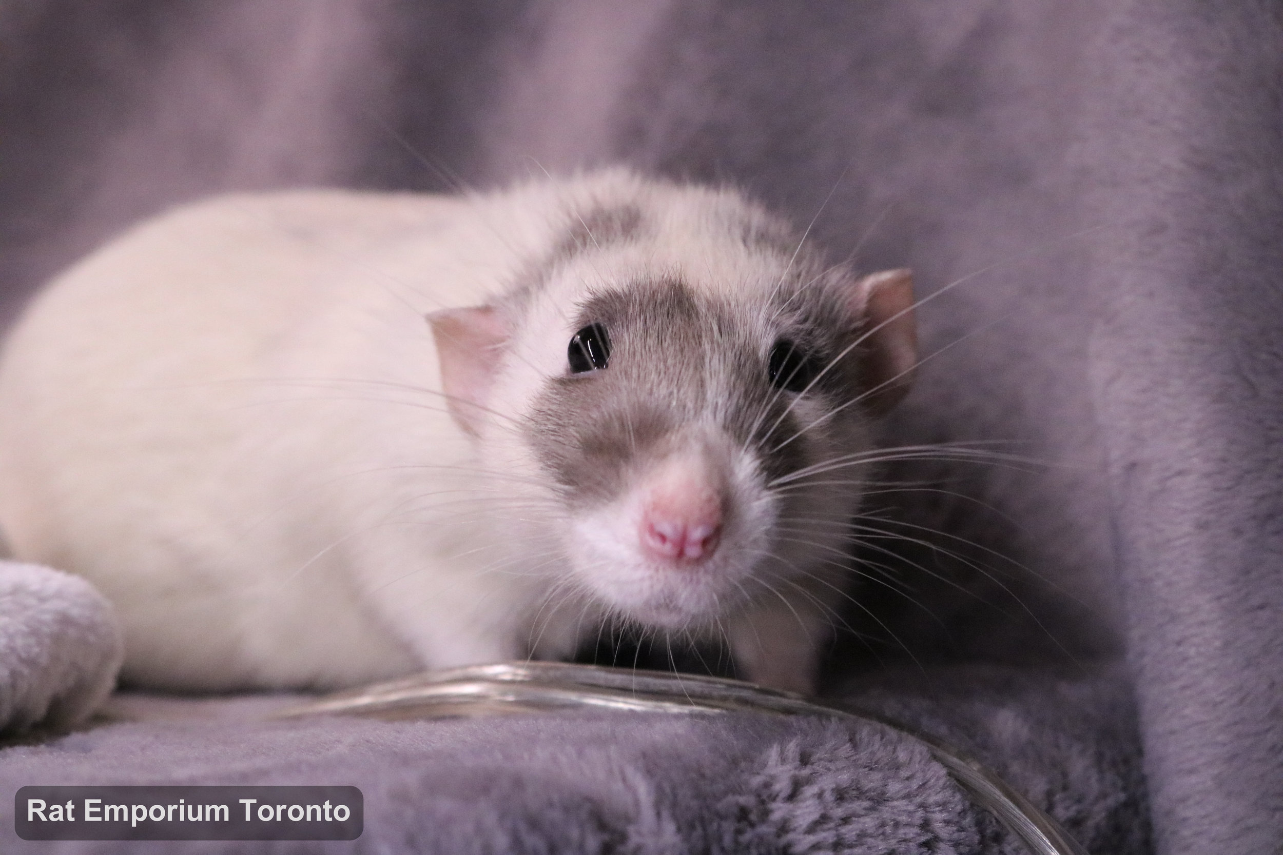 Casper, my black silvermane capped rat - born and raised at the Rat Emporium Toronto - adopt pet rats - rat breeder