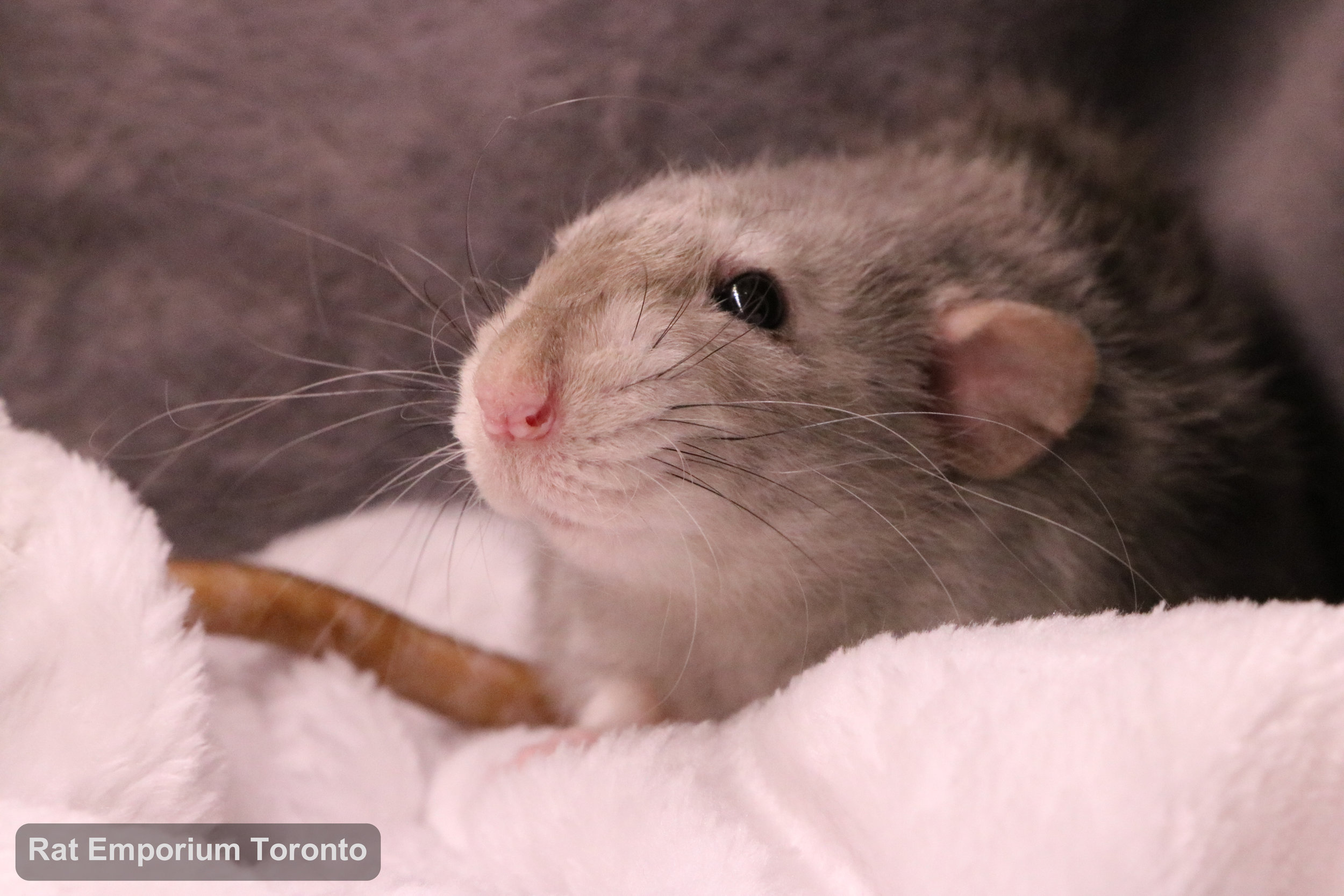 Daze, my black eyed marten dumbo velveteen rat - born and raised at the Rat Emporium Toronto - adopt pet rats - rat breeder