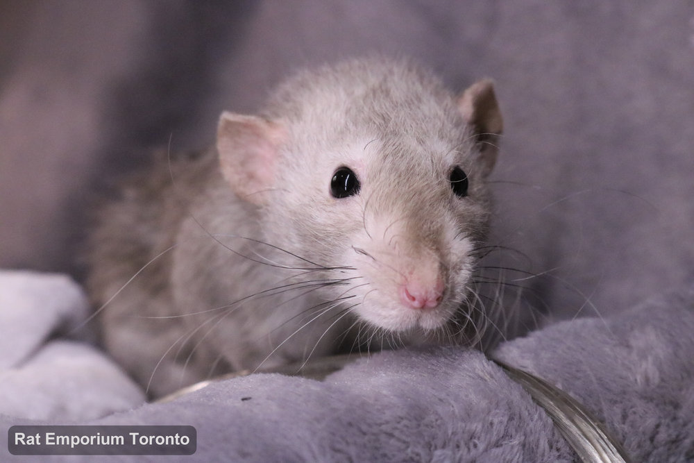 Daze, my black eyed marten dumbo velveteen rat - born and raised at the Rat Emporium Toronto - adopt pet rats - rat breeder