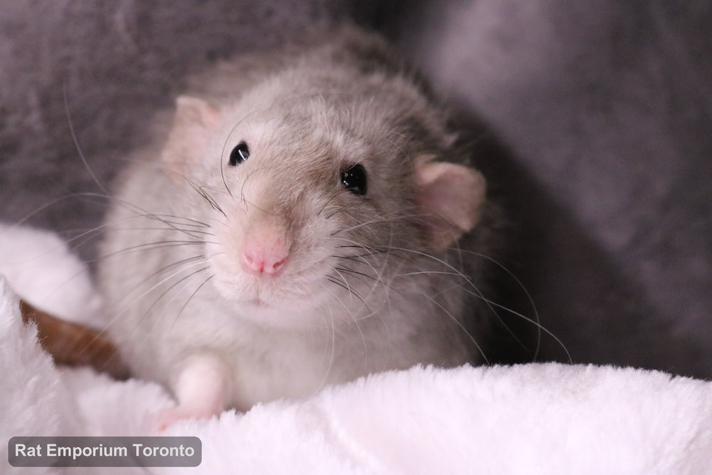 Daze, my black eyed marten dumbo velveteen rat - born and raised at the Rat Emporium Toronto - adopt pet rats - rat breeder