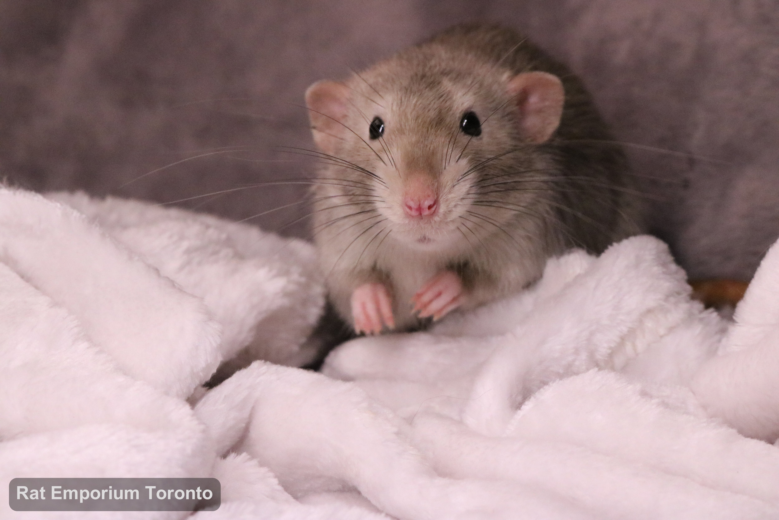 Pogo, my black eyed marten dumbo rat - born and raised at the Rat Emporium Toronto - adopt pet rats - rat breeder