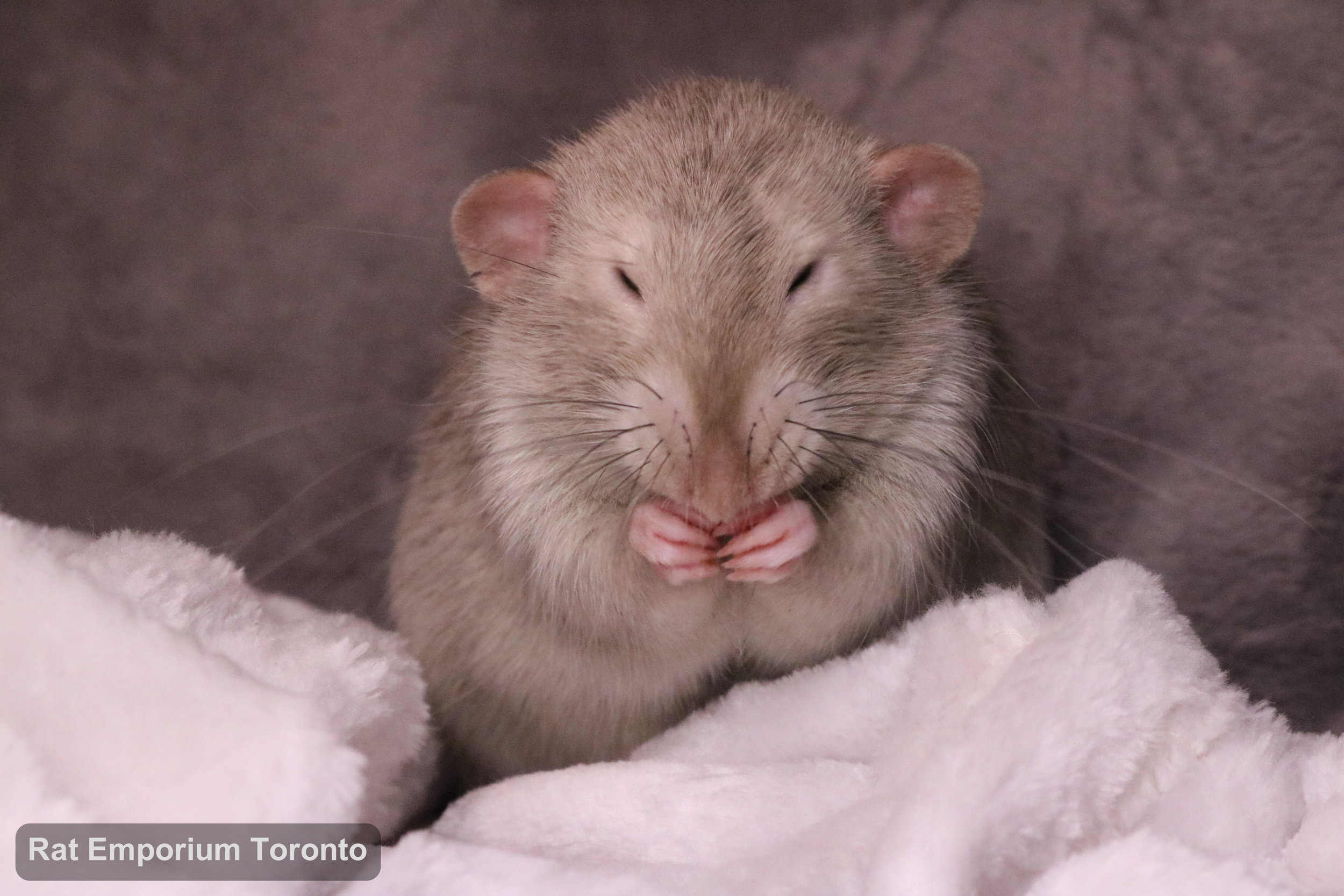 Pogo, my black eyed marten dumbo rat - born and raised at the Rat Emporium Toronto - adopt pet rats - rat breeder