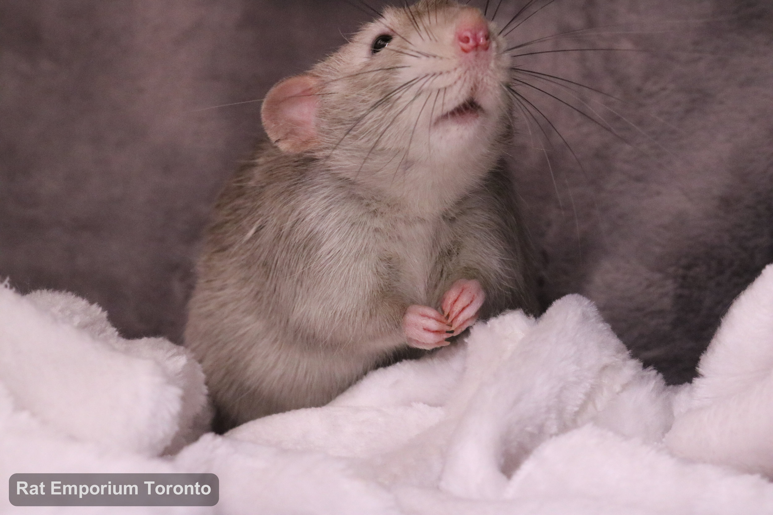 Pogo, my black eyed marten dumbo rat - born and raised at the Rat Emporium Toronto - adopt pet rats - rat breeder