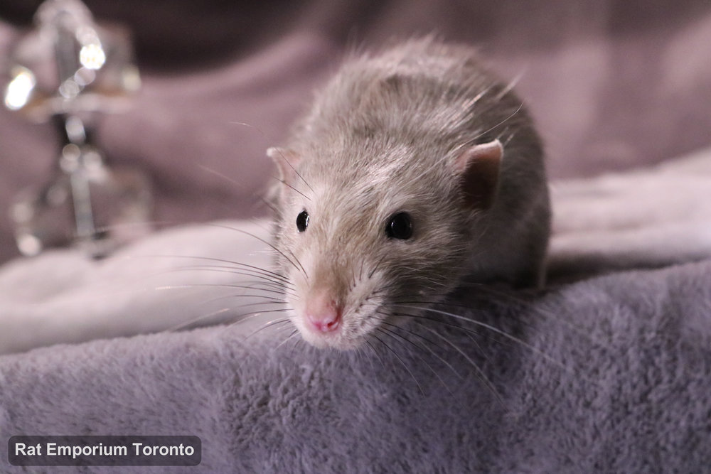 Pogo, my black eyed marten dumbo rat - born and raised at the Rat Emporium Toronto - adopt pet rats - rat breeder