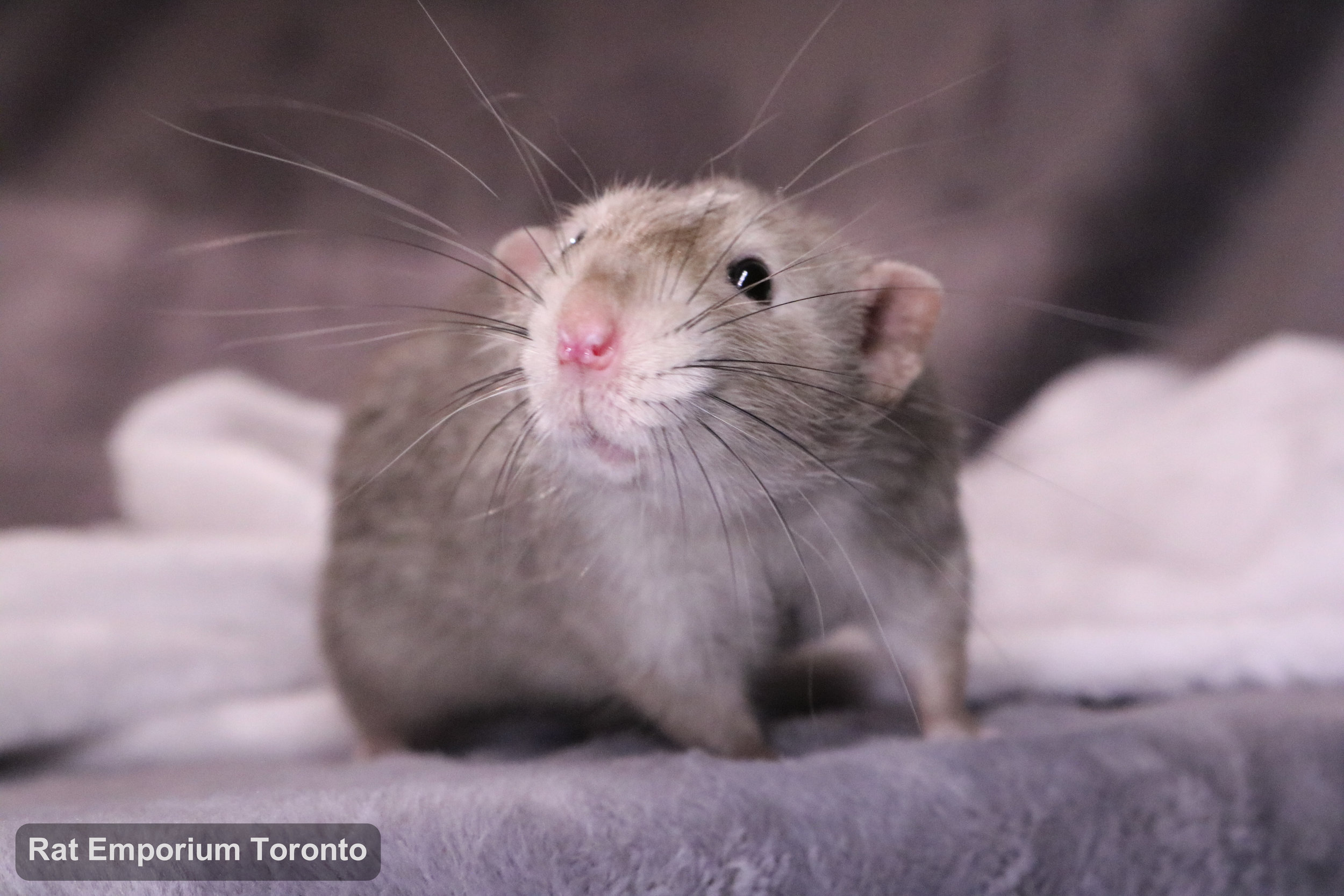Pogo, my black eyed marten dumbo rat - born and raised at the Rat Emporium Toronto - adopt pet rats - rat breeder