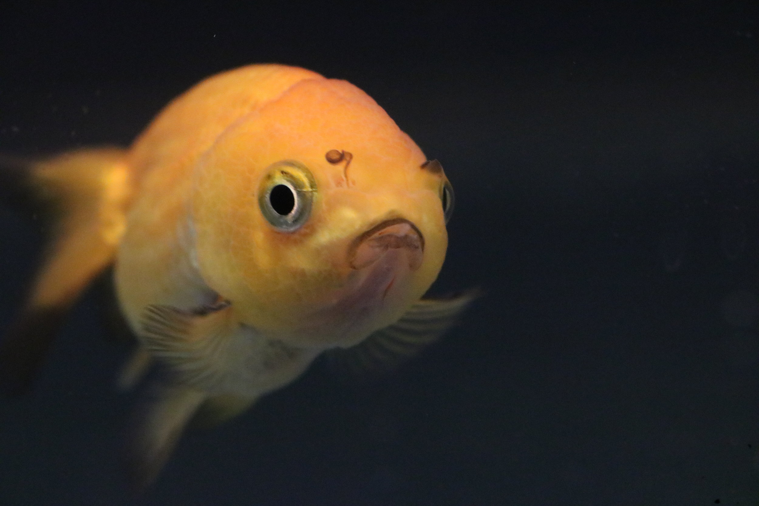 Meme - my orange and black goldfish - raised at Rat Emporium Toronto