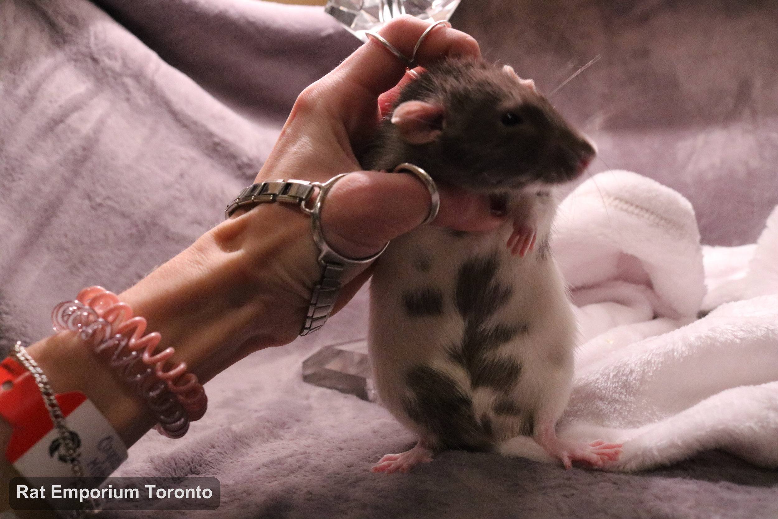 Eli, my mink variegated DU rat - born and raised at the Rat Emporium Toronto - adopt pet rats - rat breeder