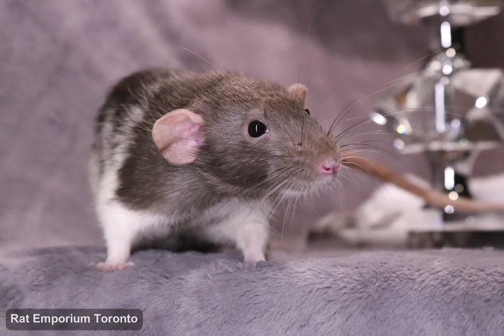 Eli, my mink variegated DU rat - born and raised at the Rat Emporium Toronto - adopt pet rats - rat breeder