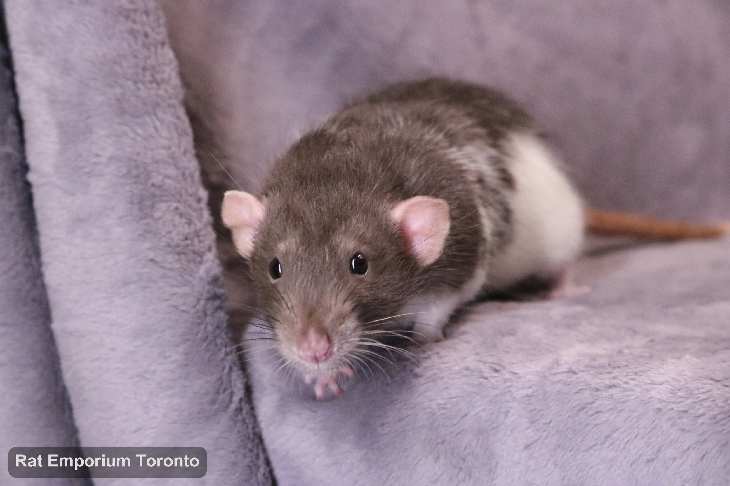 Eli, my mink variegated DU rat - born and raised at the Rat Emporium Toronto - adopt pet rats - rat breeder