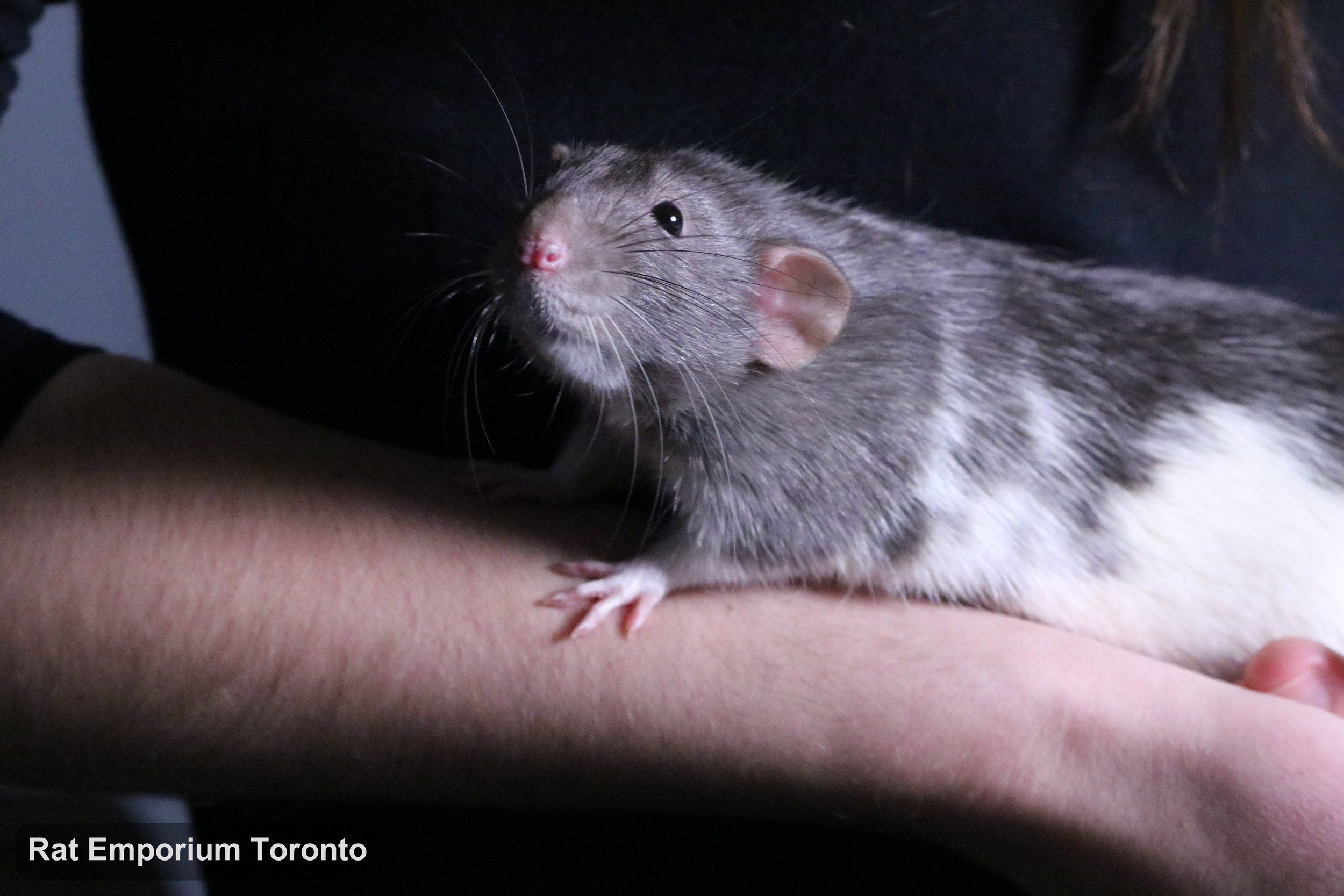 Eli, my mink variegated DU rat - born and raised at the Rat Emporium Toronto - adopt pet rats - rat breeder