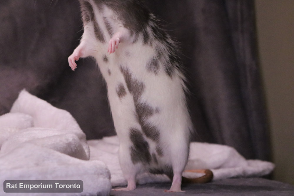 Eli, my mink variegated DU rat - born and raised at the Rat Emporium Toronto - adopt pet rats - rat breeder