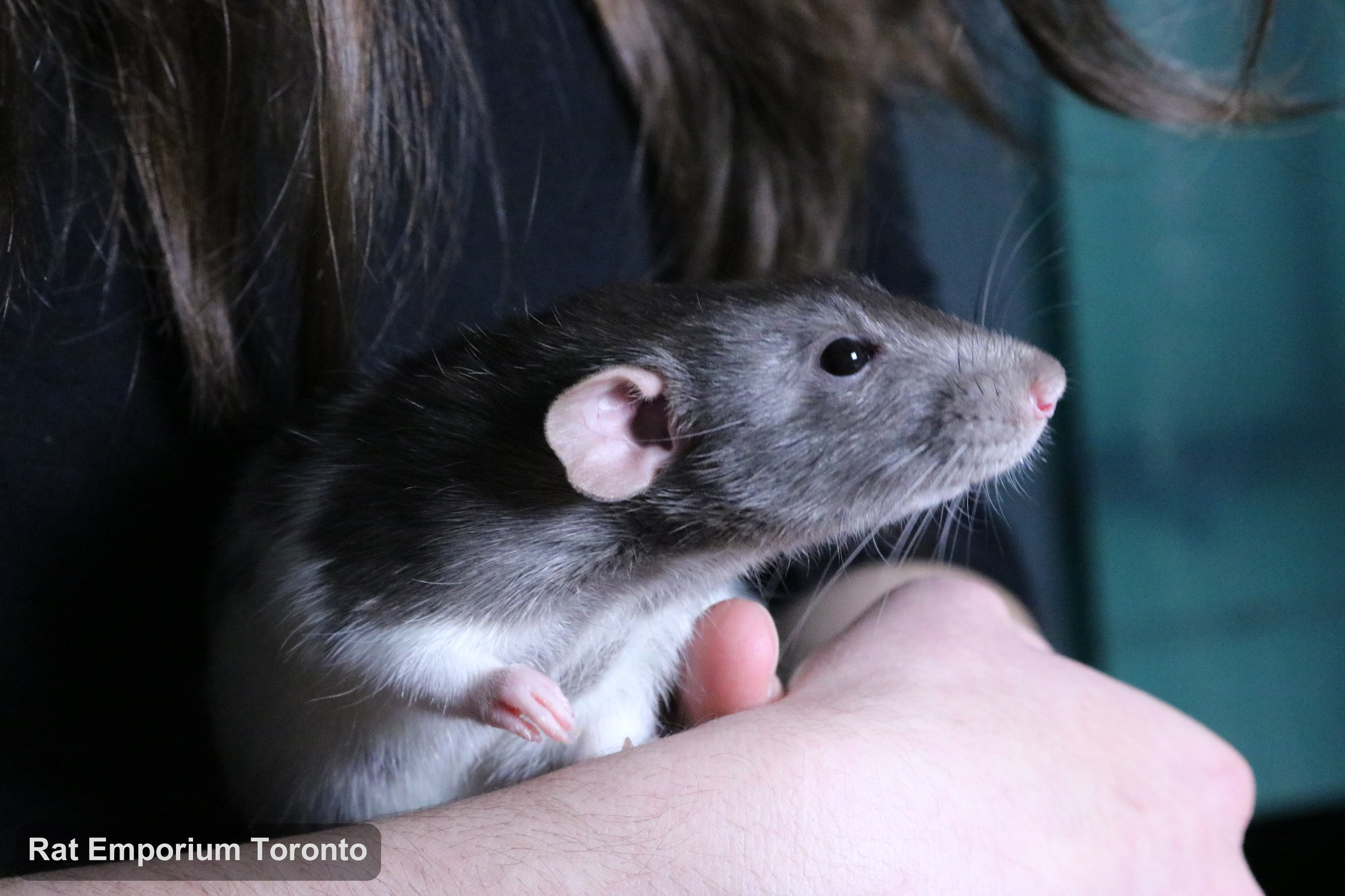 Eli, my mink variegated DU rat - born and raised at the Rat Emporium Toronto - adopt pet rats - rat breeder