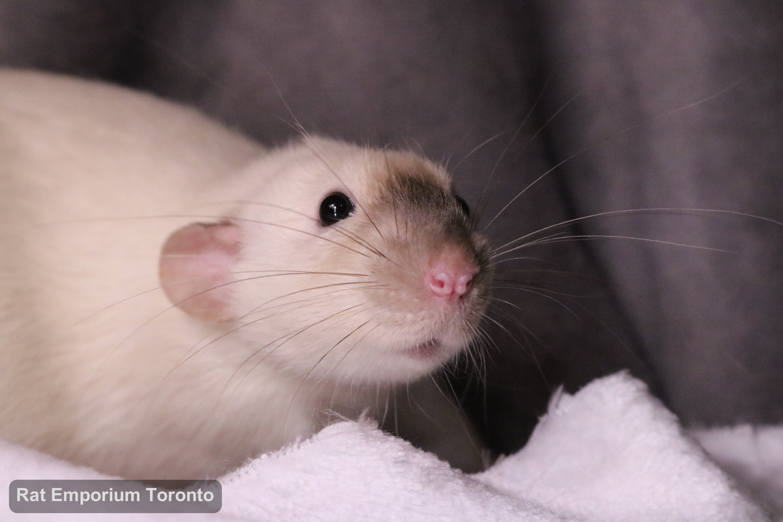 Dandan, my BE siamese dumbo rat - born and raised at the Rat Emporium Toronto - adopt pet rats - rat breeder