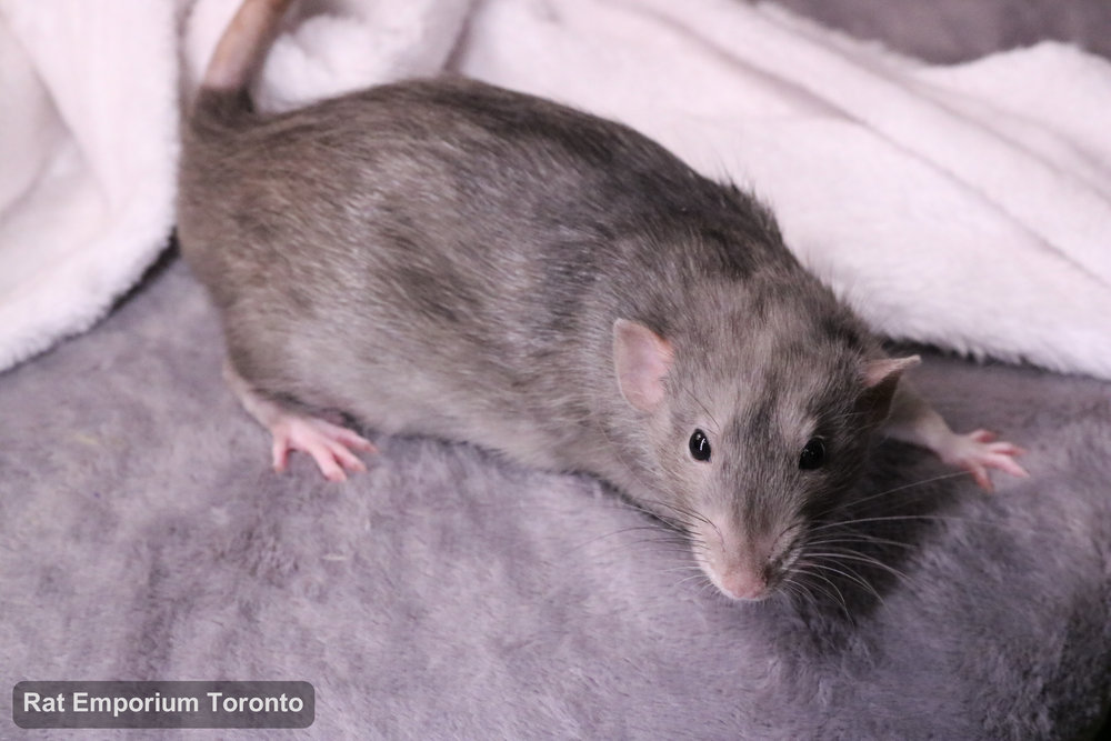 Otto, my black marble dumbo rat - born at True North Rattery and raised at the Rat Emporium Toronto - adopt pet rats - rat breeder