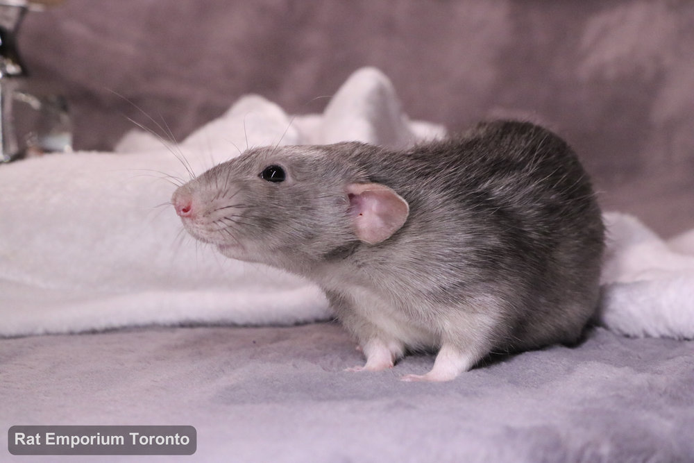 Otto, my black marble dumbo rat - born at True North Rattery and raised at the Rat Emporium Toronto - adopt pet rats - rat breeder