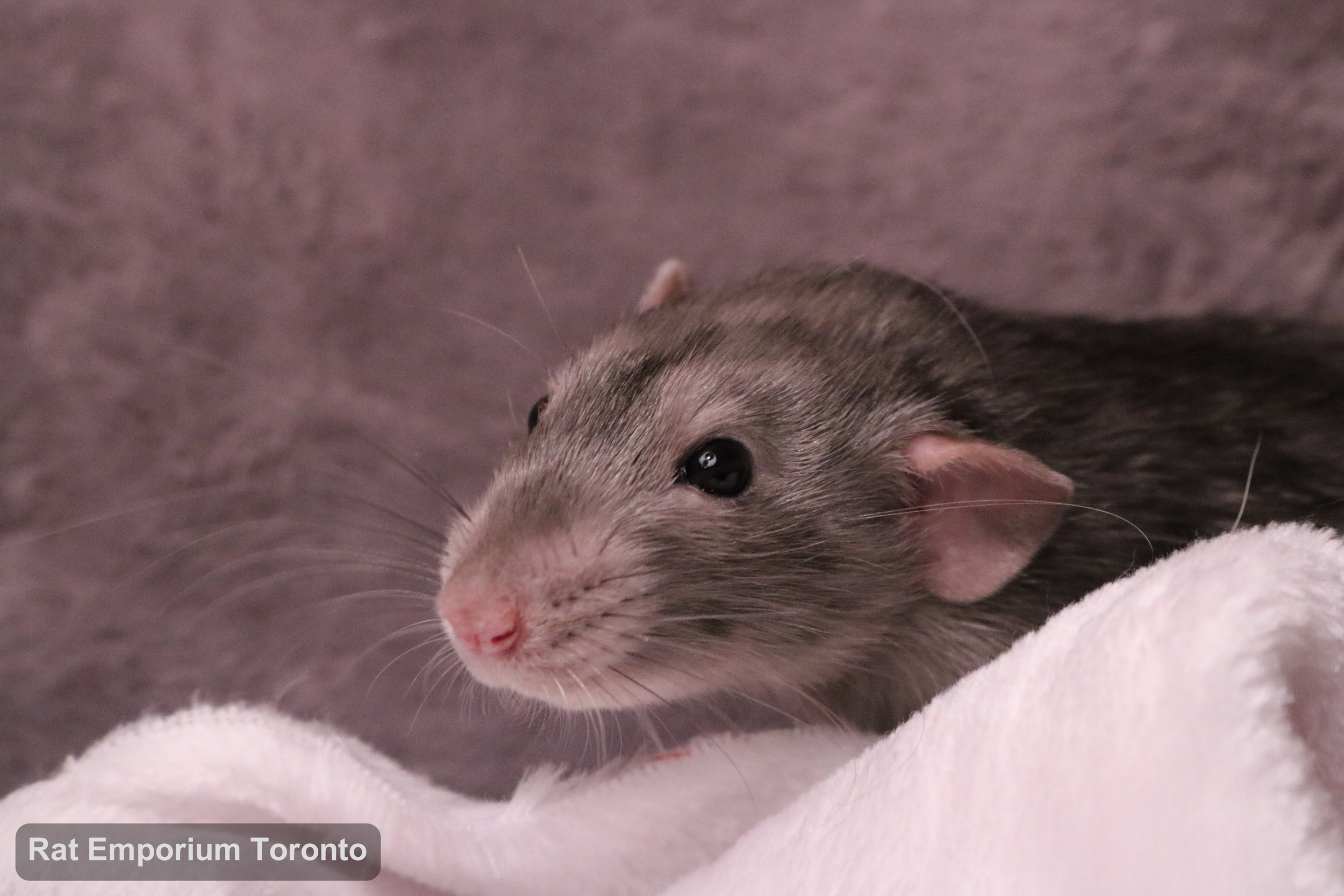 Otto, my black marble dumbo rat - born at True North Rattery and raised at the Rat Emporium Toronto - adopt pet rats - rat breeder