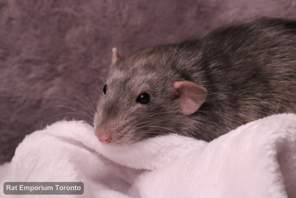 Otto, my black marble dumbo rat - born at True North Rattery and raised at the Rat Emporium Toronto - adopt pet rats - rat breeder