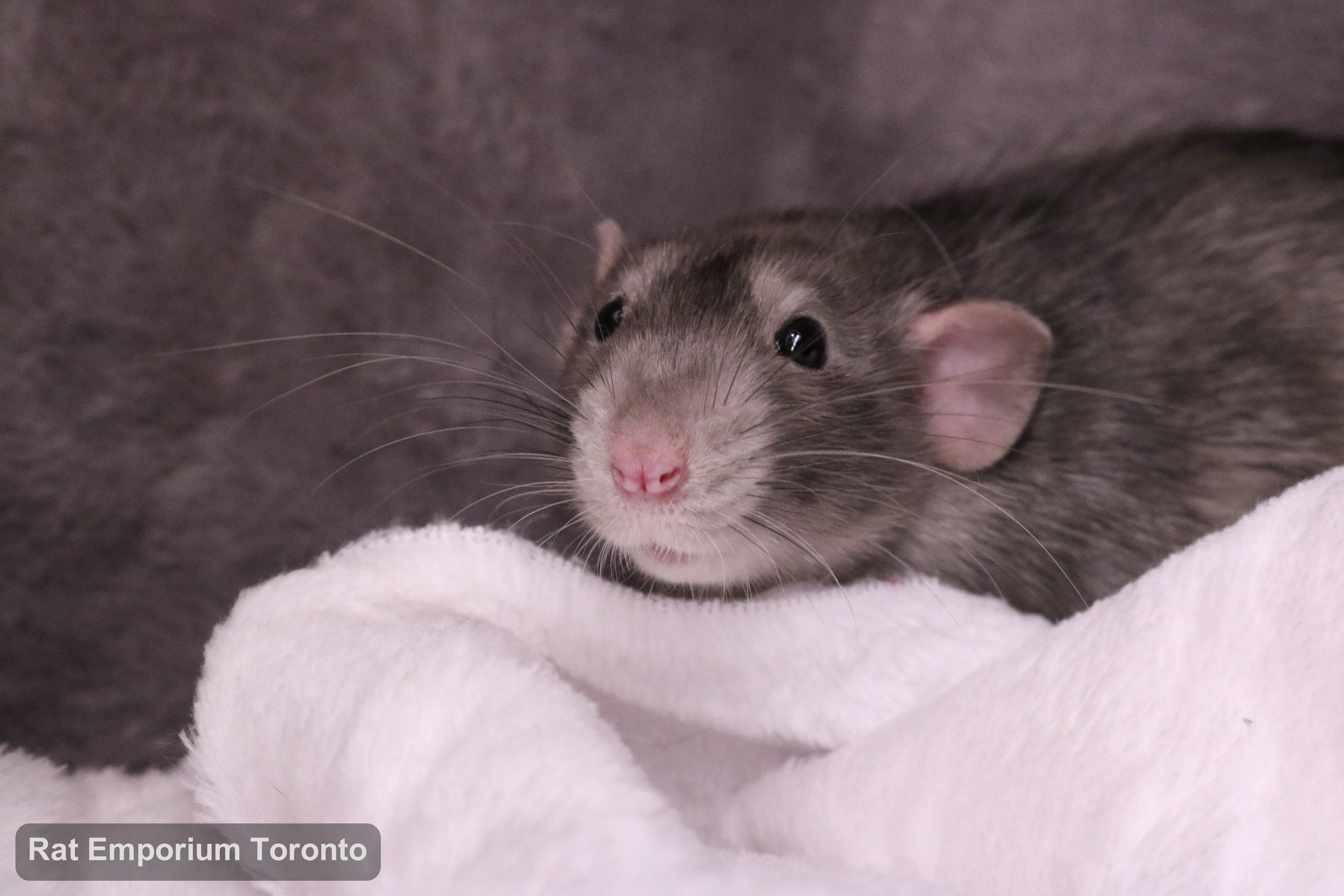 Otto, my black marble dumbo rat - born at True North Rattery and raised at the Rat Emporium Toronto - adopt pet rats - rat breeder