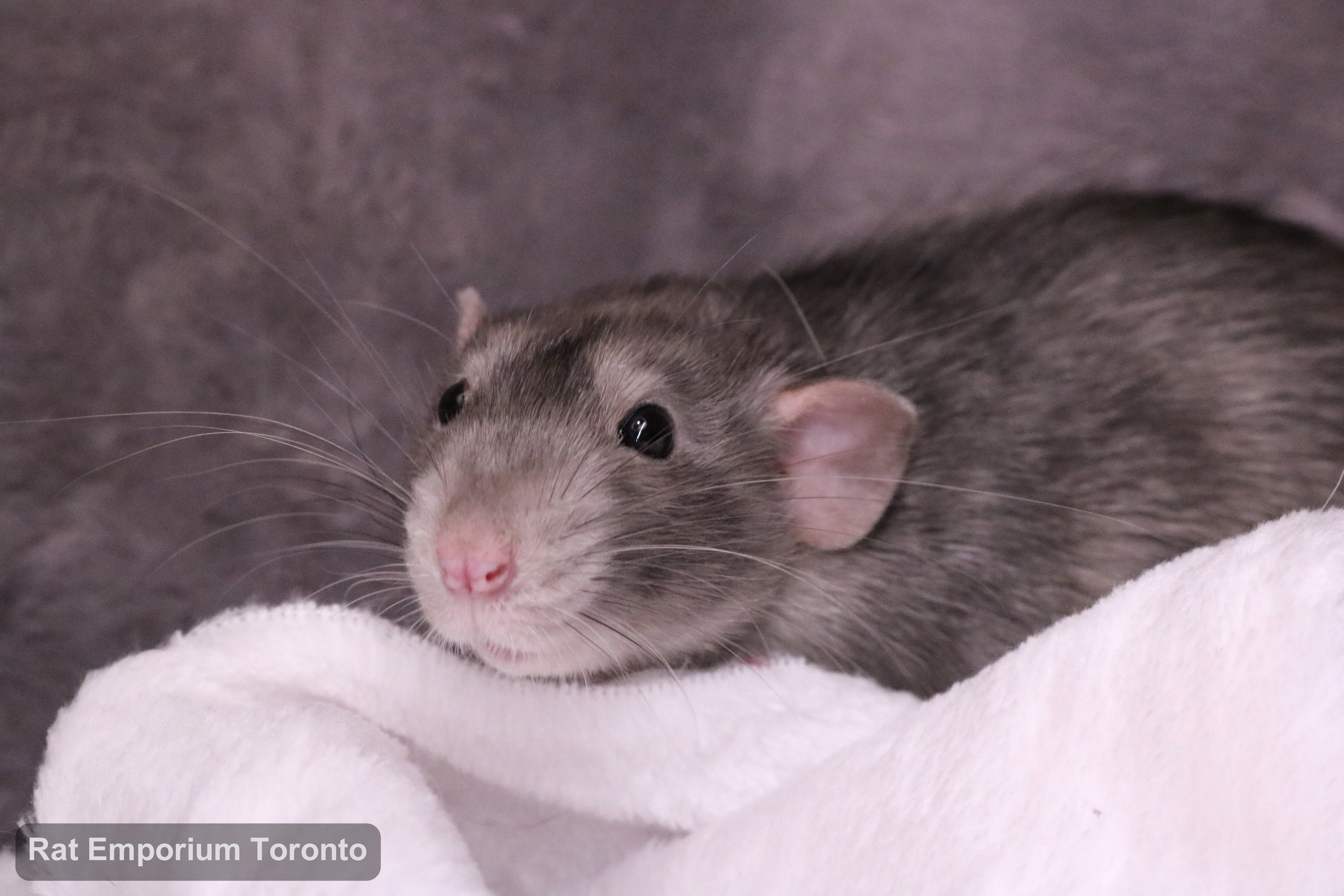 Otto, my black marble dumbo rat - born at True North Rattery and raised at the Rat Emporium Toronto - adopt pet rats - rat breeder