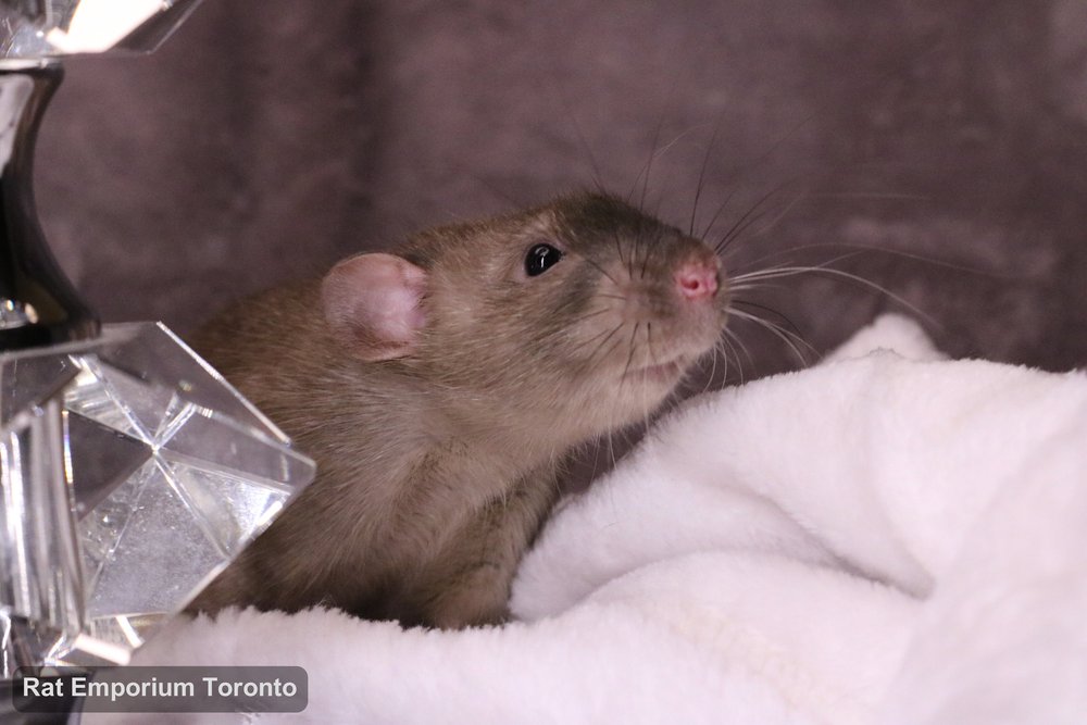 Truffle, my sable dumbo rat - born and raised at the Rat Emporium Toronto - adopt pet rats - rat breeder