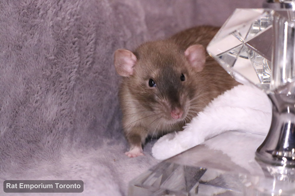 Truffle, my sable dumbo rat - born and raised at the Rat Emporium Toronto - adopt pet rats - rat breeder