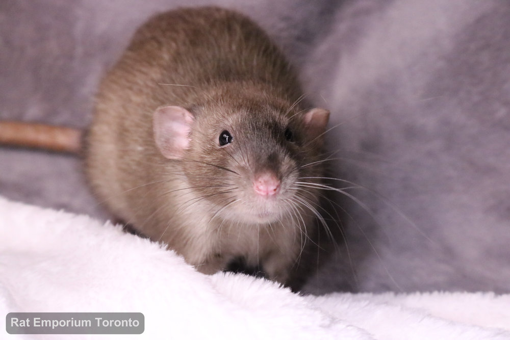 Truffle, my sable dumbo rat - born and raised at the Rat Emporium Toronto - adopt pet rats - rat breeder