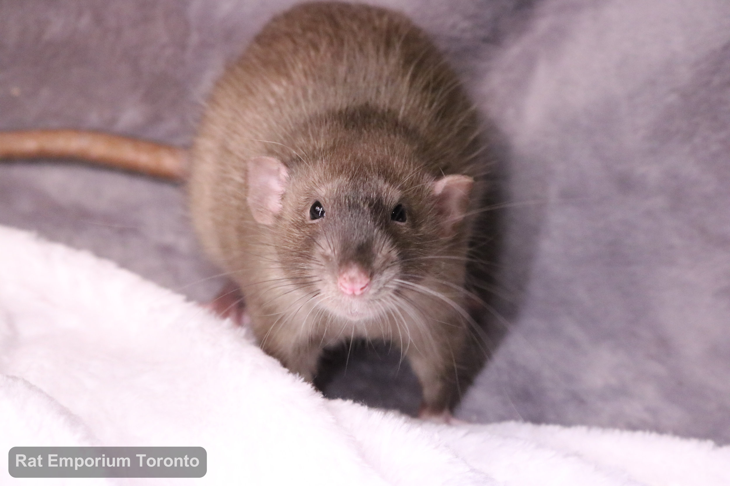 Truffle, my sable dumbo rat - born and raised at the Rat Emporium Toronto - adopt pet rats - rat breeder