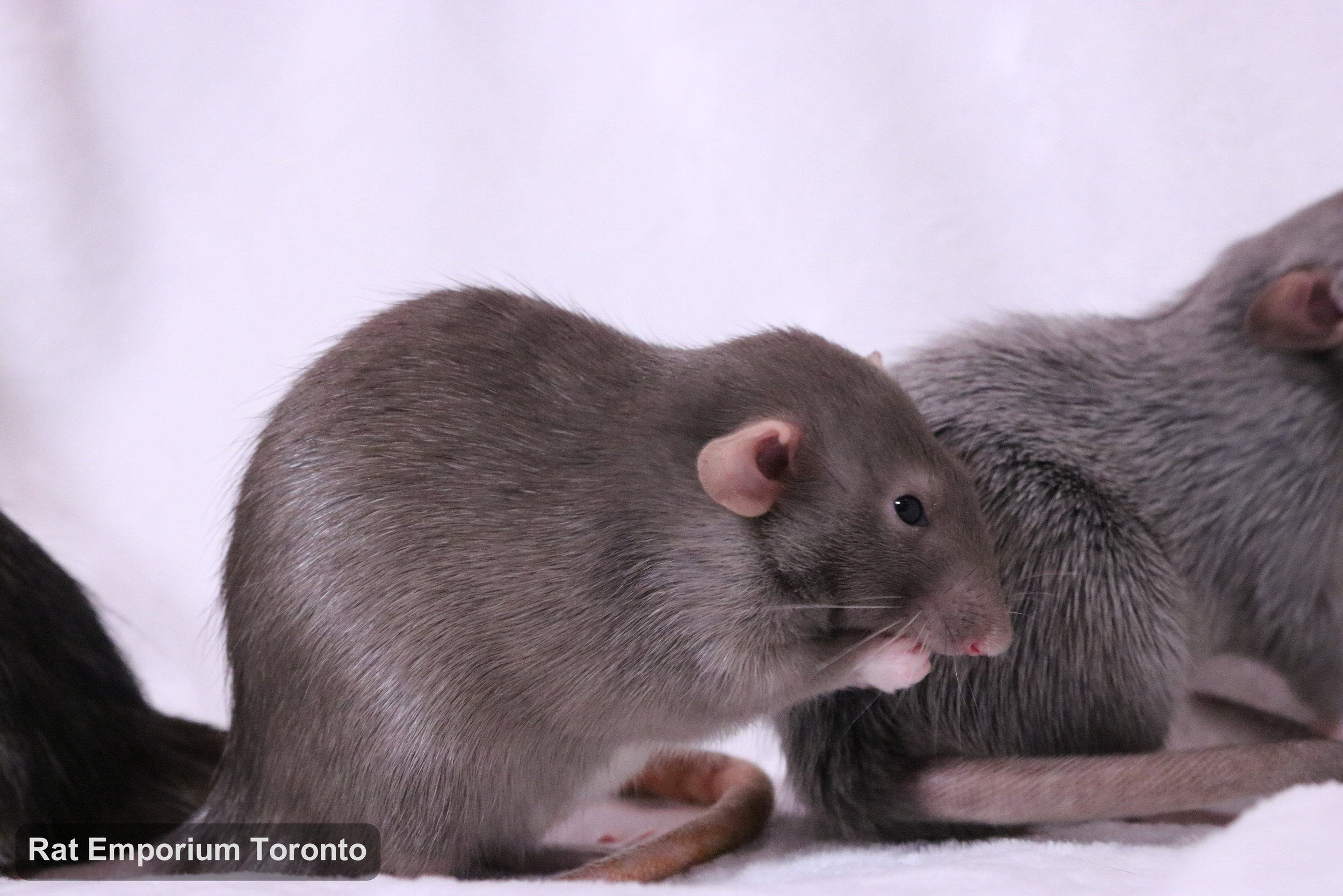 black and white variegated dumbo rat, mink dumbo rat, black silvermane dumbo rat - born and raised at Rat Emporium Toronto - pet rat breeder - adopt pet rats Toronto 