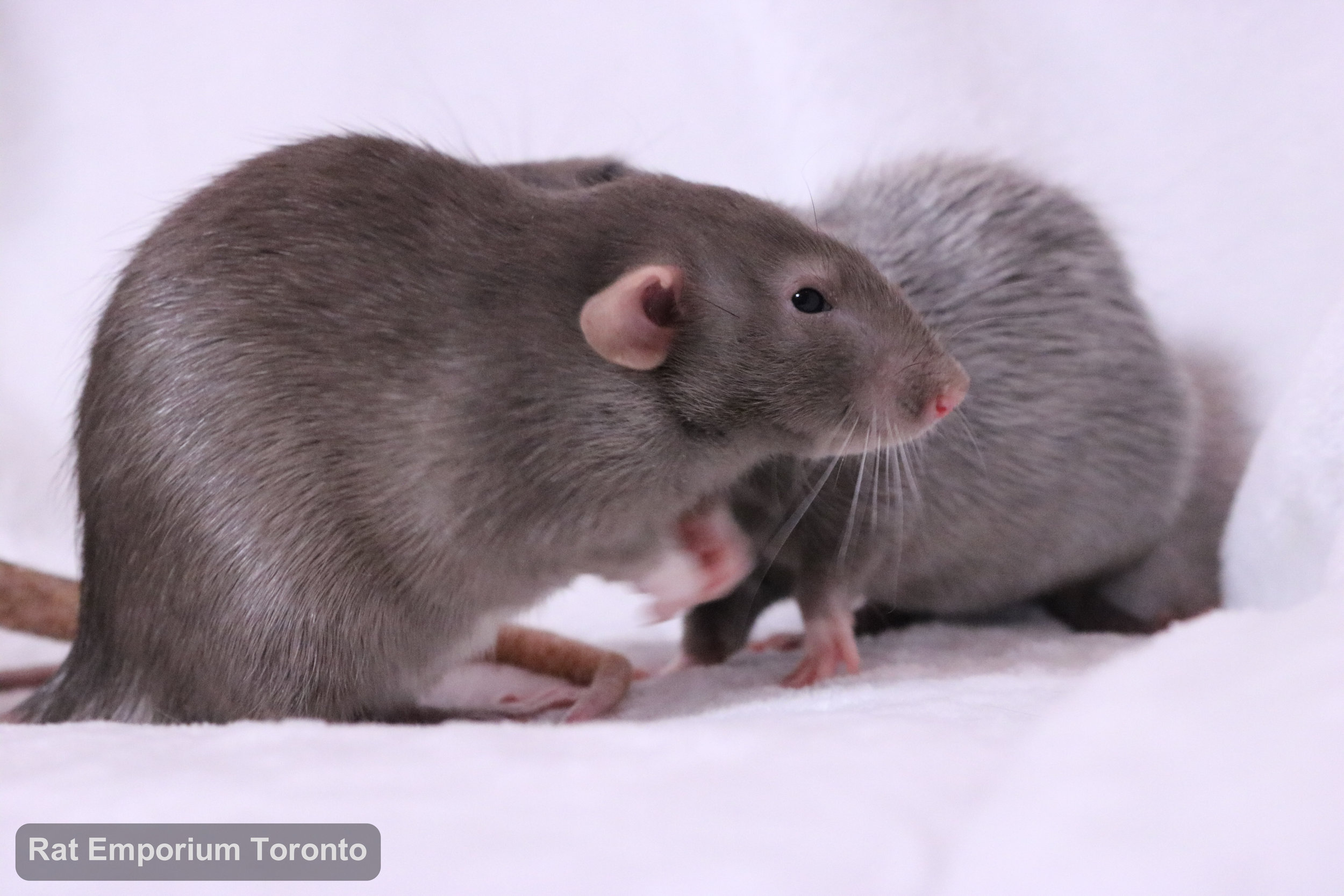 black and white variegated dumbo rat, mink dumbo rat, black silvermane dumbo rat - born and raised at Rat Emporium Toronto - pet rat breeder - adopt pet rats Toronto 