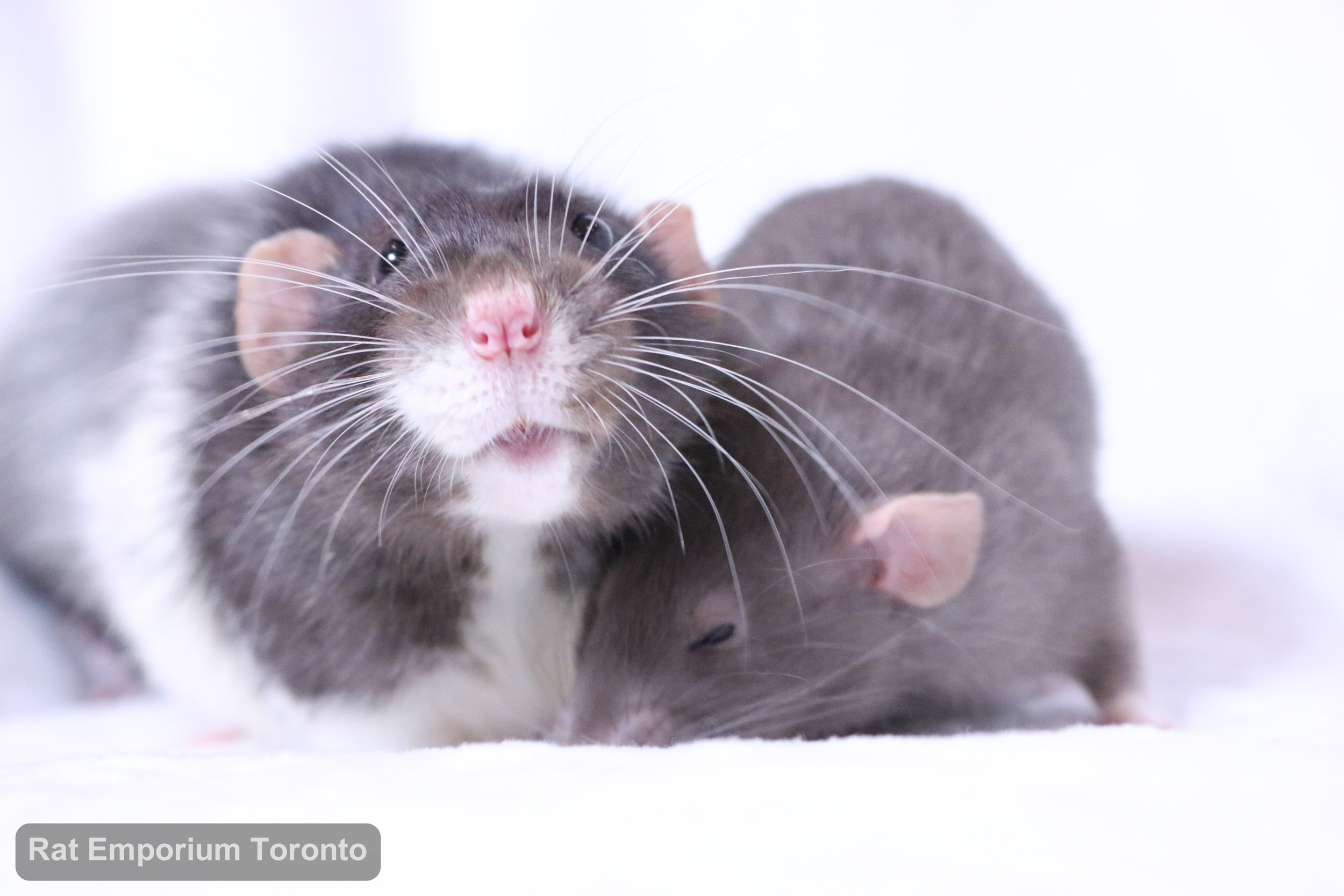 black and white variegated dumbo rat, mink dumbo rat, black silvermane dumbo rat - born and raised at Rat Emporium Toronto - pet rat breeder - adopt pet rats Toronto 