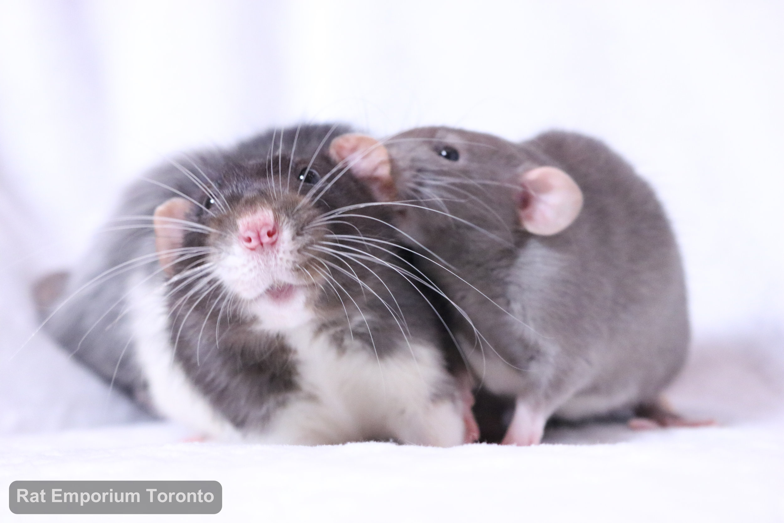 black and white variegated dumbo rat, mink dumbo rat, black silvermane dumbo rat - born and raised at Rat Emporium Toronto - pet rat breeder - adopt pet rats Toronto 