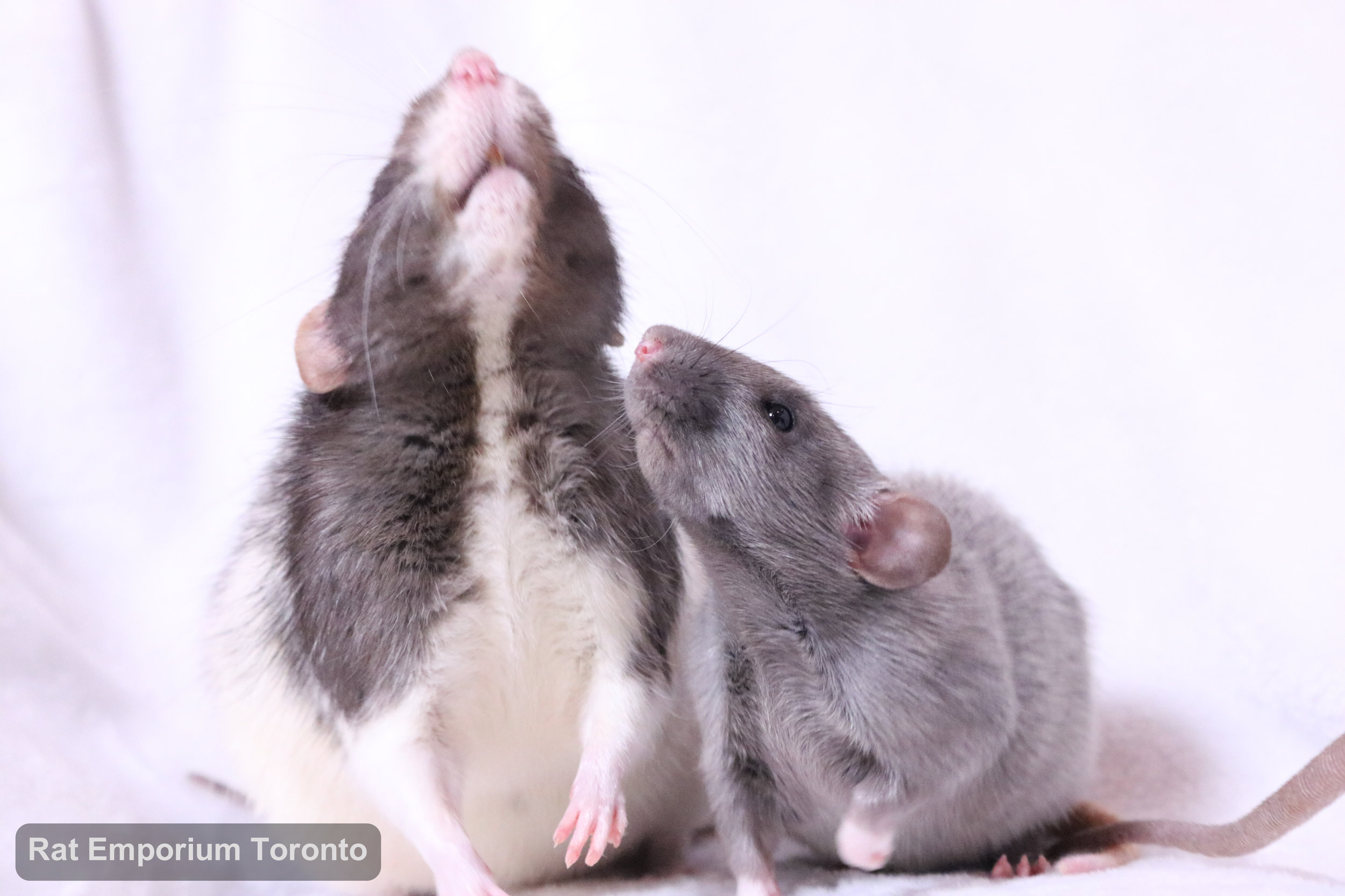 black and white variegated dumbo rat, mink dumbo rat, black silvermane dumbo rat - born and raised at Rat Emporium Toronto - pet rat breeder - adopt pet rats Toronto 