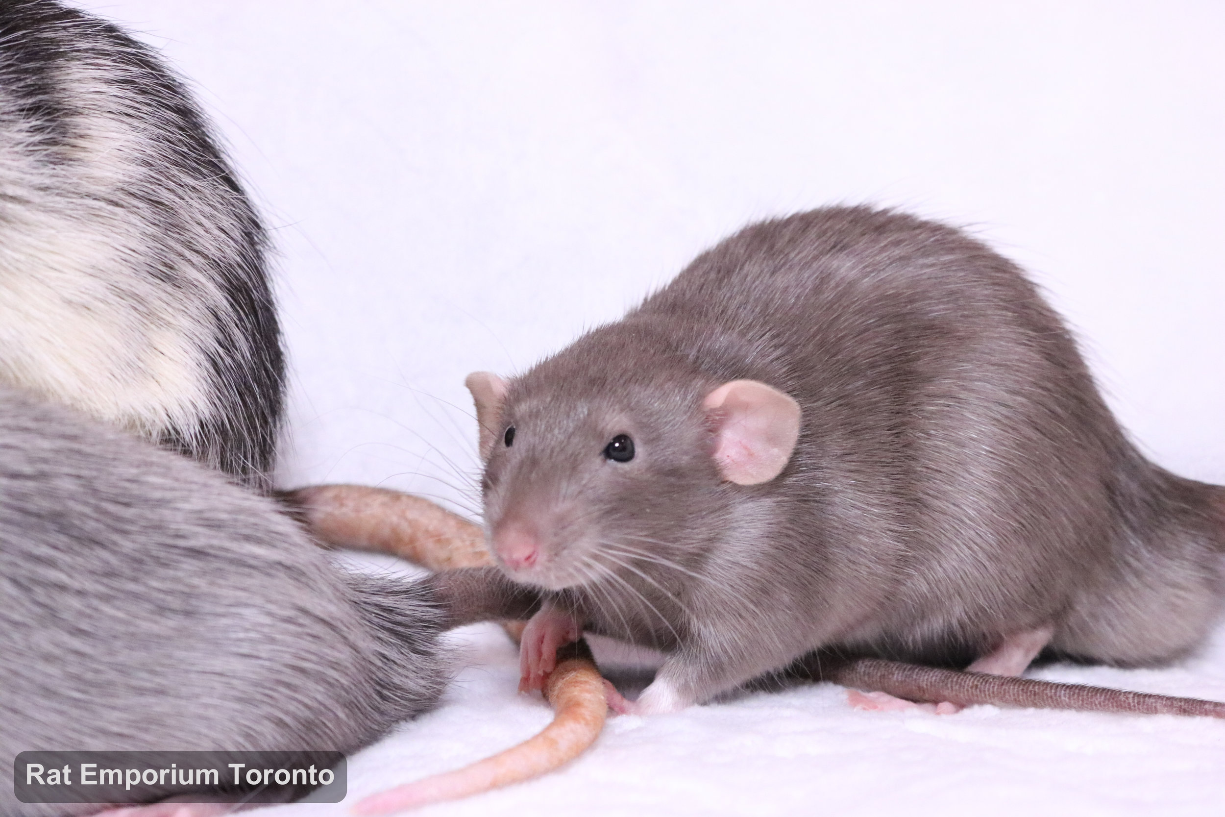 black and white variegated dumbo rat, mink dumbo rat, black silvermane dumbo rat - born and raised at Rat Emporium Toronto - pet rat breeder - adopt pet rats Toronto 