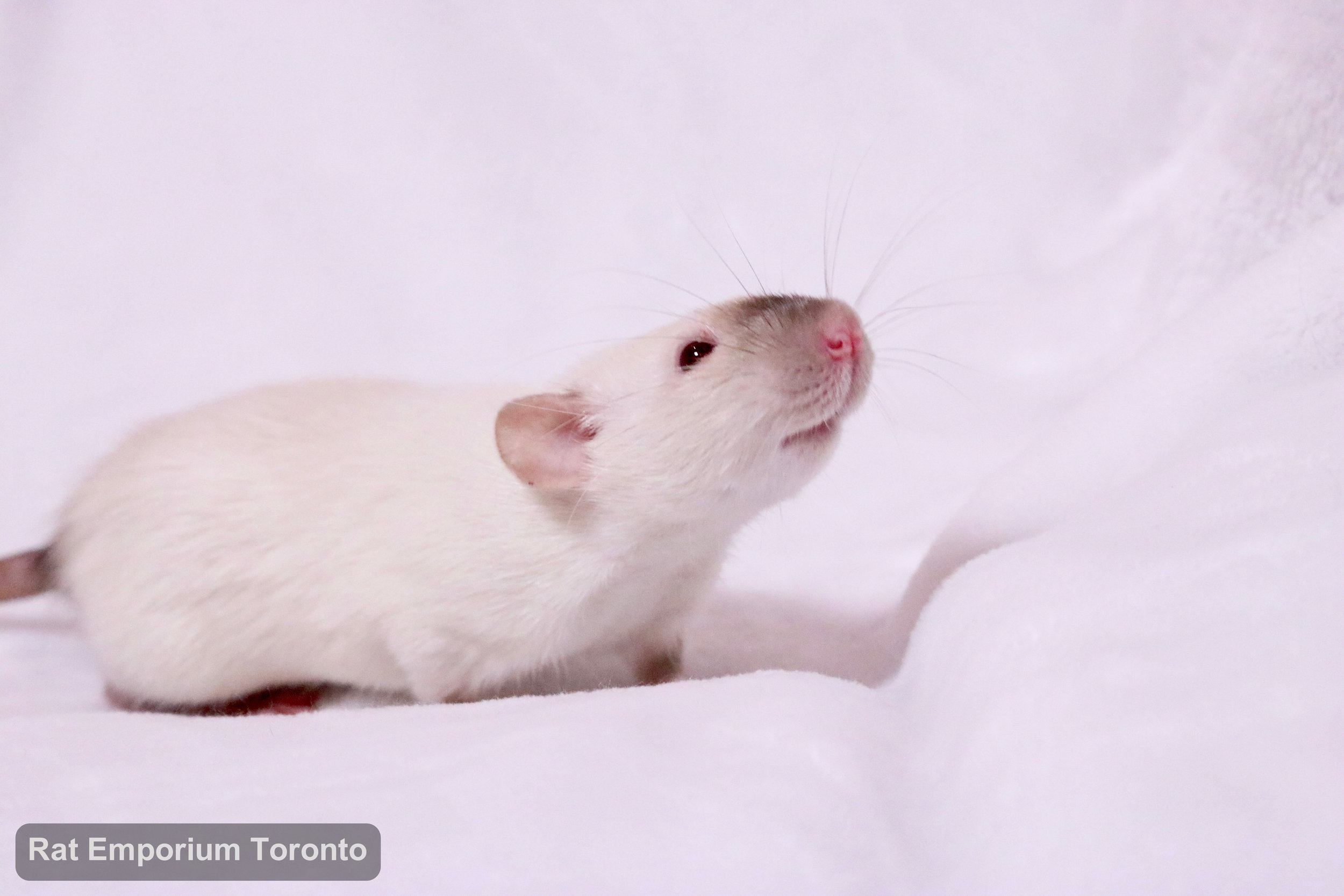 female siamese dumbo rat - born and raised at the Rat Emporium Toronto - rat breeder - adopt pet rats Toronto