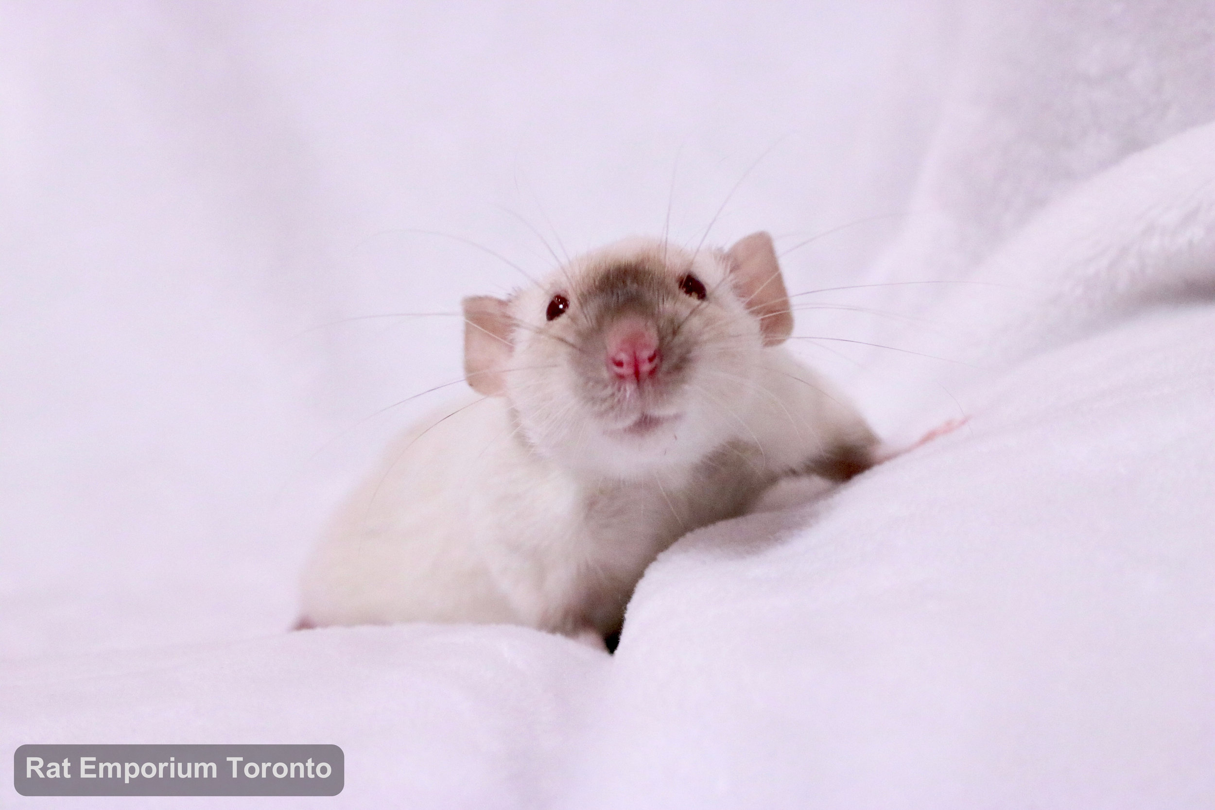 female siamese dumbo rat - born and raised at the Rat Emporium Toronto - rat breeder - adopt pet rats Toronto