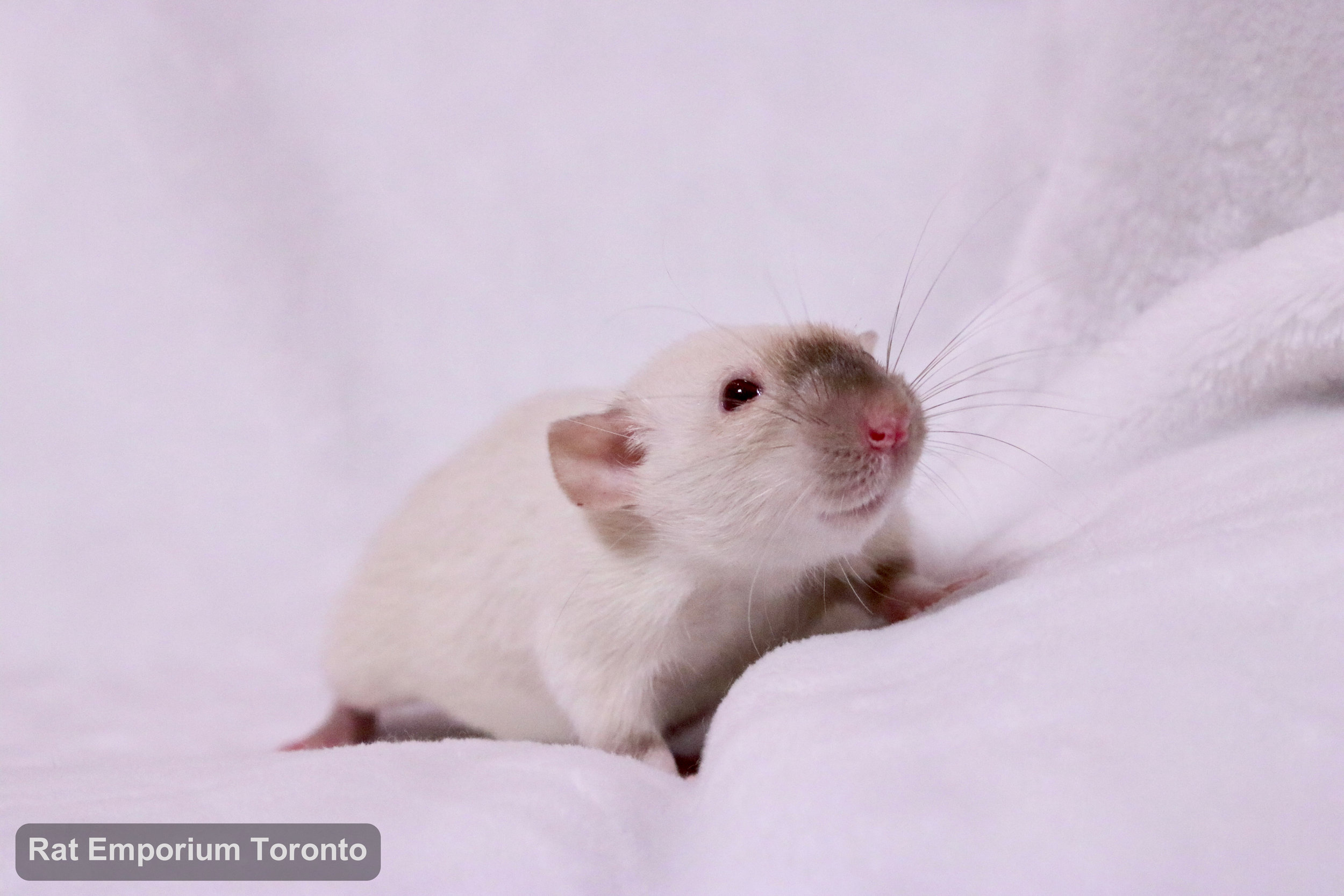 female siamese dumbo rat - born and raised at the Rat Emporium Toronto - rat breeder - adopt pet rats Toronto