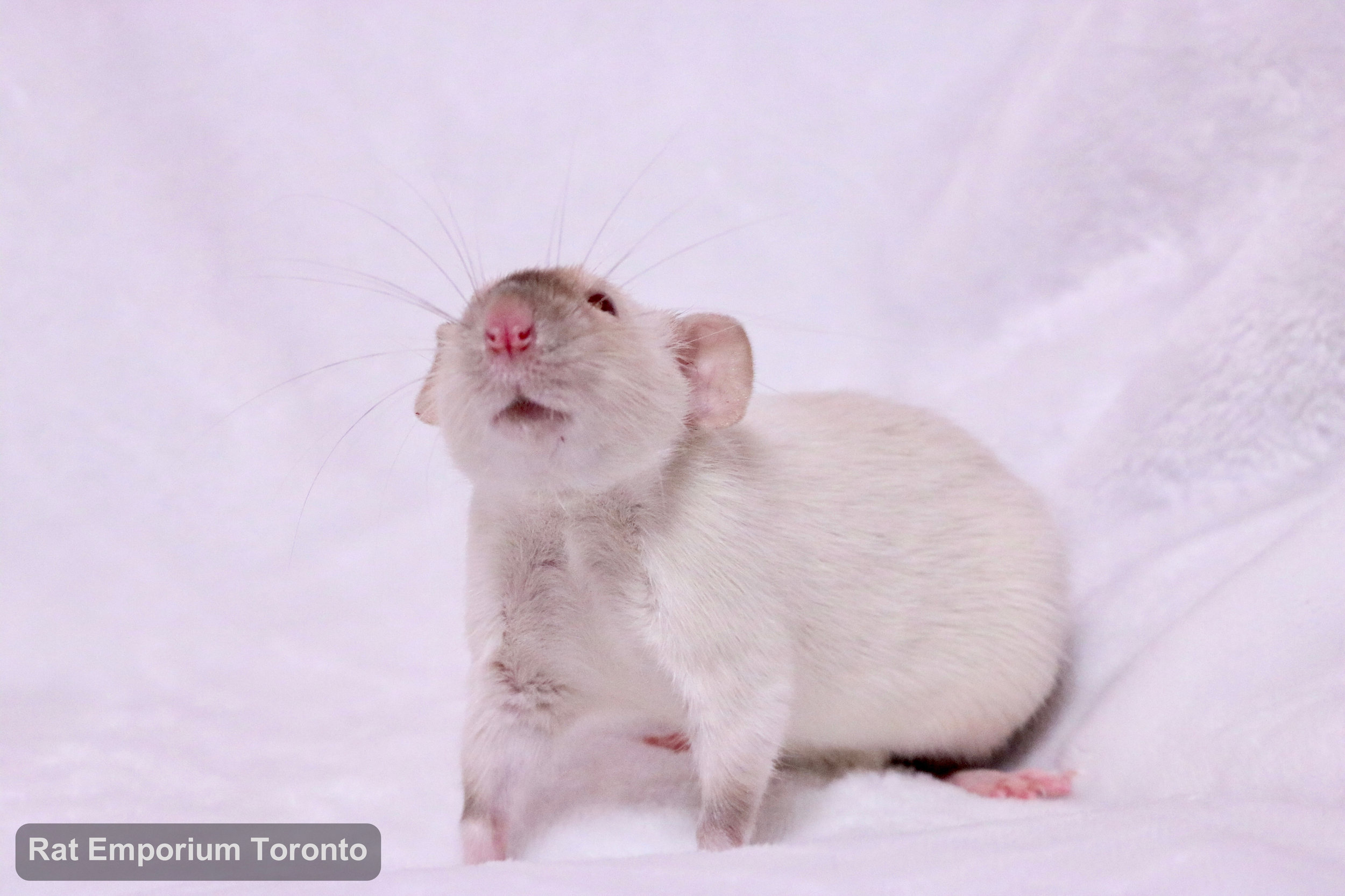 female siamese dumbo rat - born and raised at the Rat Emporium Toronto - rat breeder - adopt pet rats Toronto