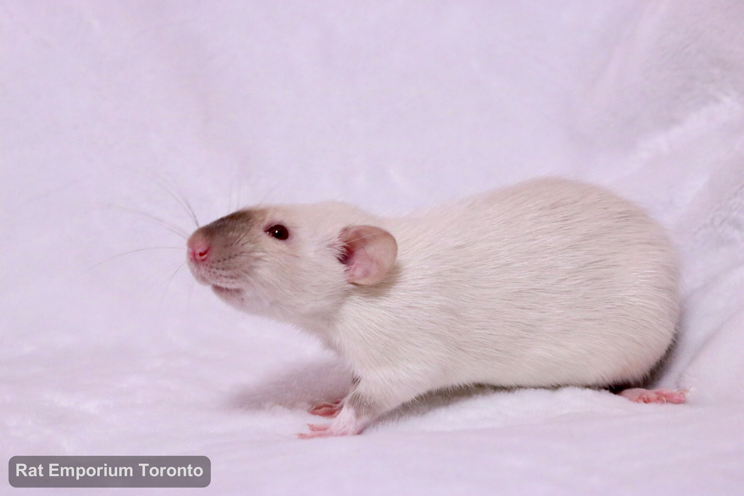 female siamese dumbo rat - born and raised at the Rat Emporium Toronto - rat breeder - adopt pet rats Toronto