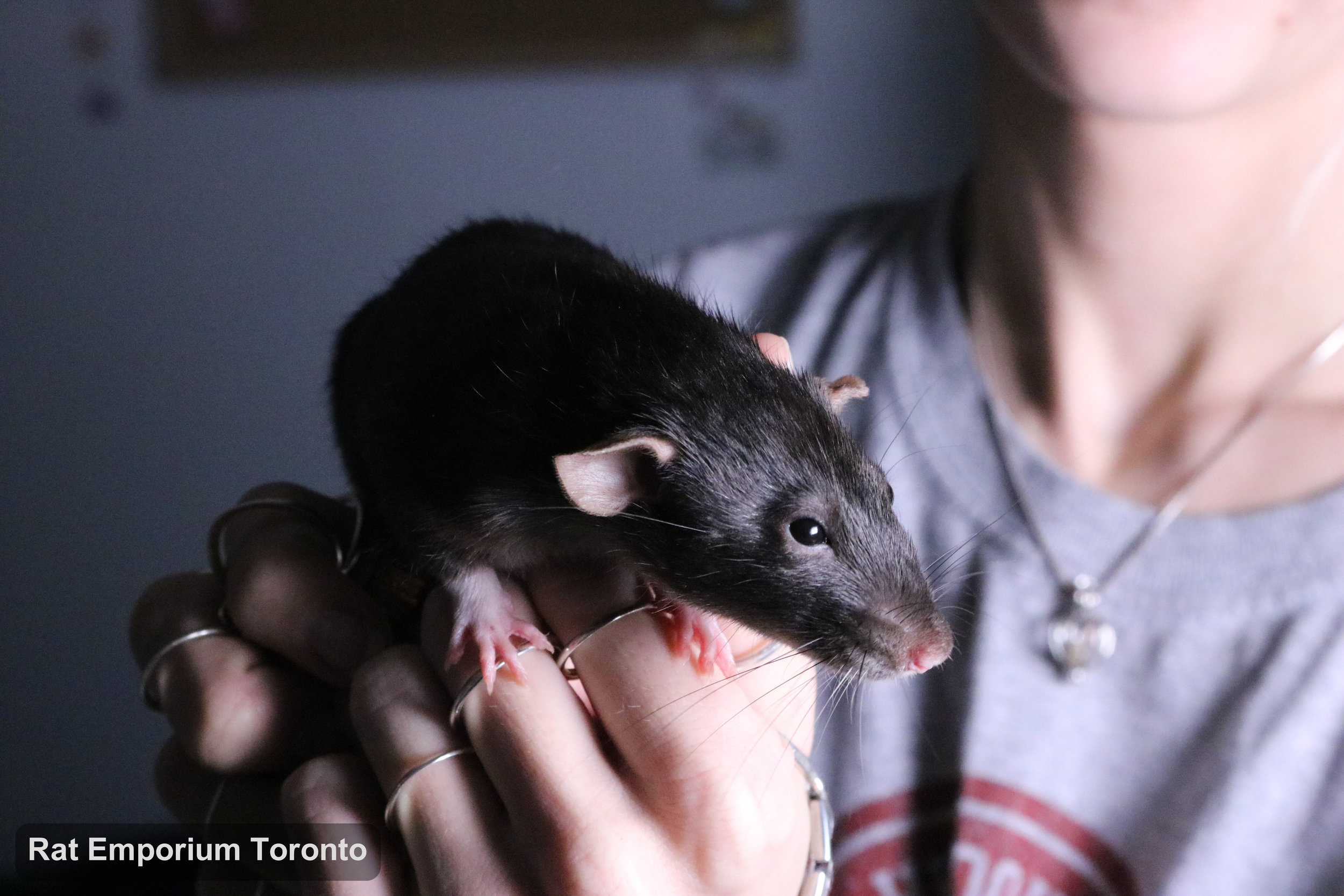 Karla - black dumbo rat born and raised at Rat Emporium Toronto - adopt pet rats Toronto - rat breeder