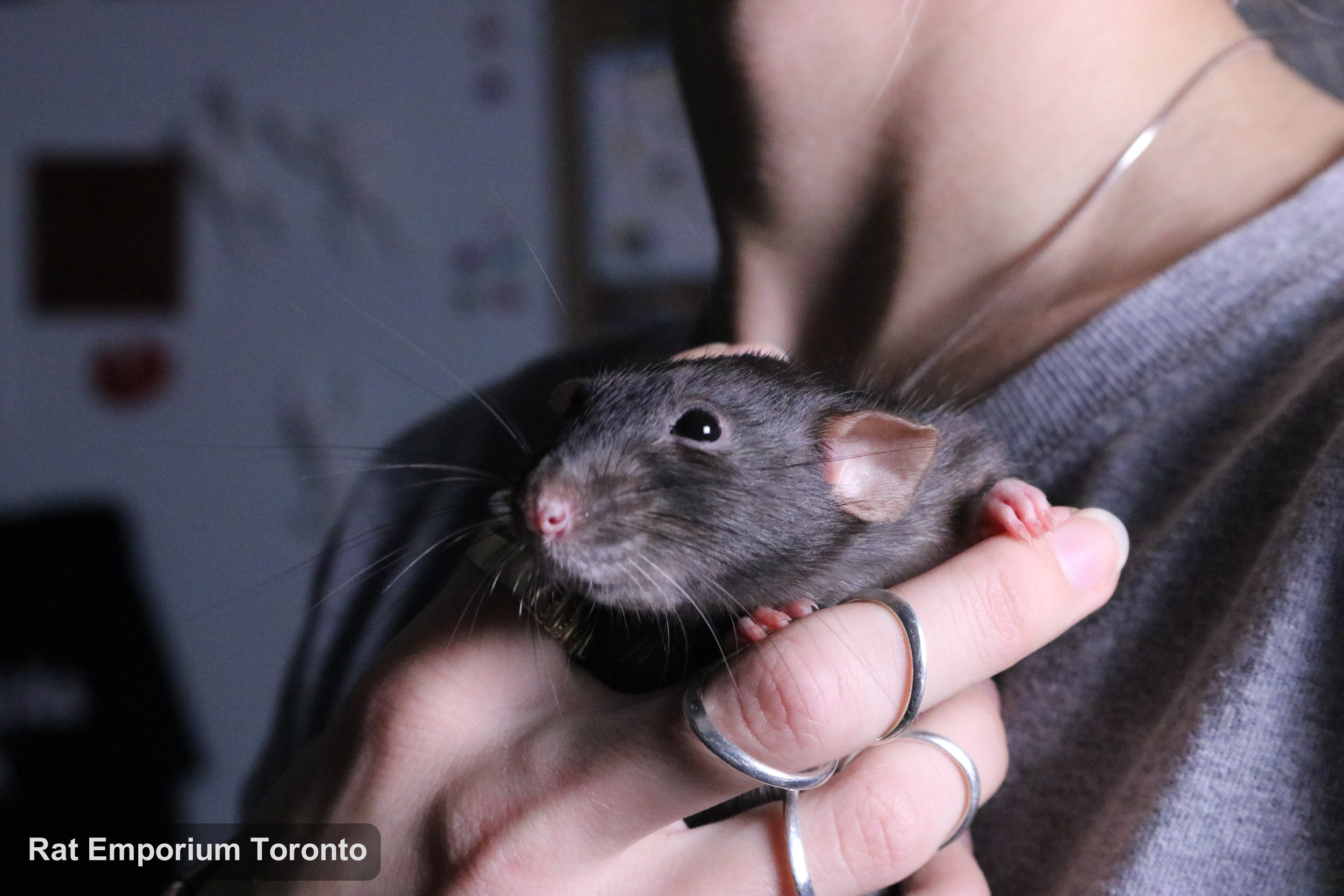 Karla - black dumbo rat born and raised at Rat Emporium Toronto - adopt pet rats Toronto - rat breeder