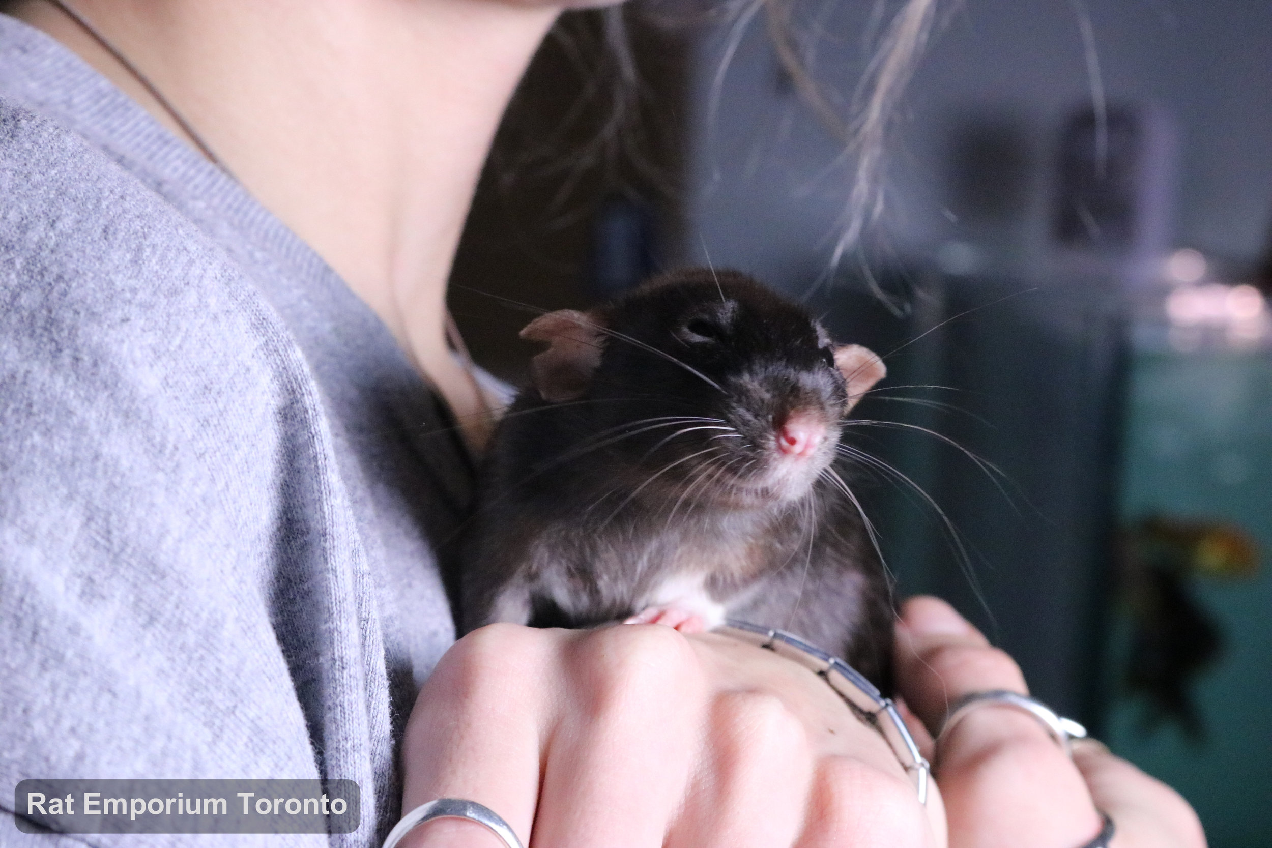 Karla - black dumbo rat born and raised at Rat Emporium Toronto - adopt pet rats Toronto - rat breeder