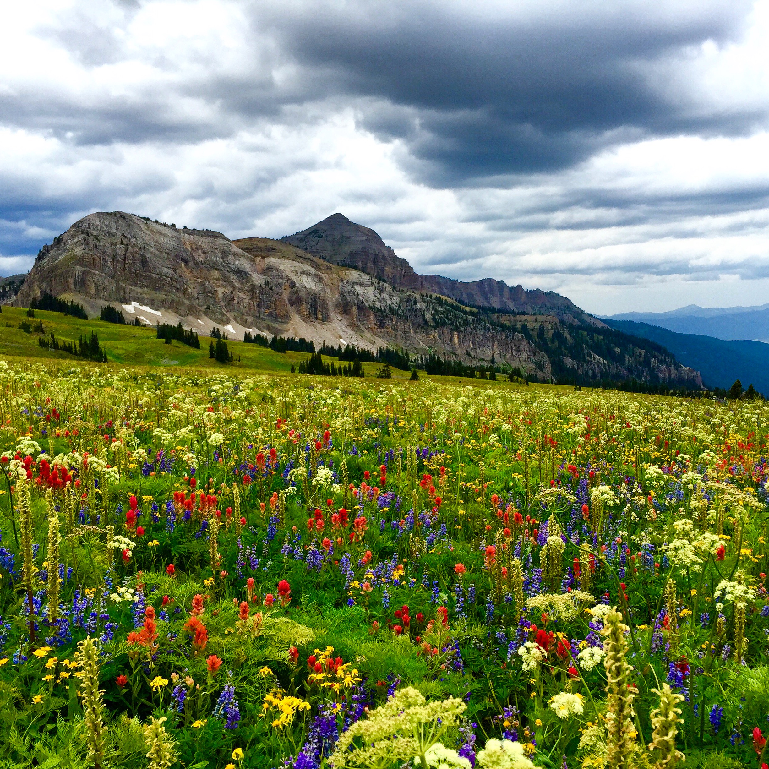 Wildflowers are at peak towards the middle and end of July.H