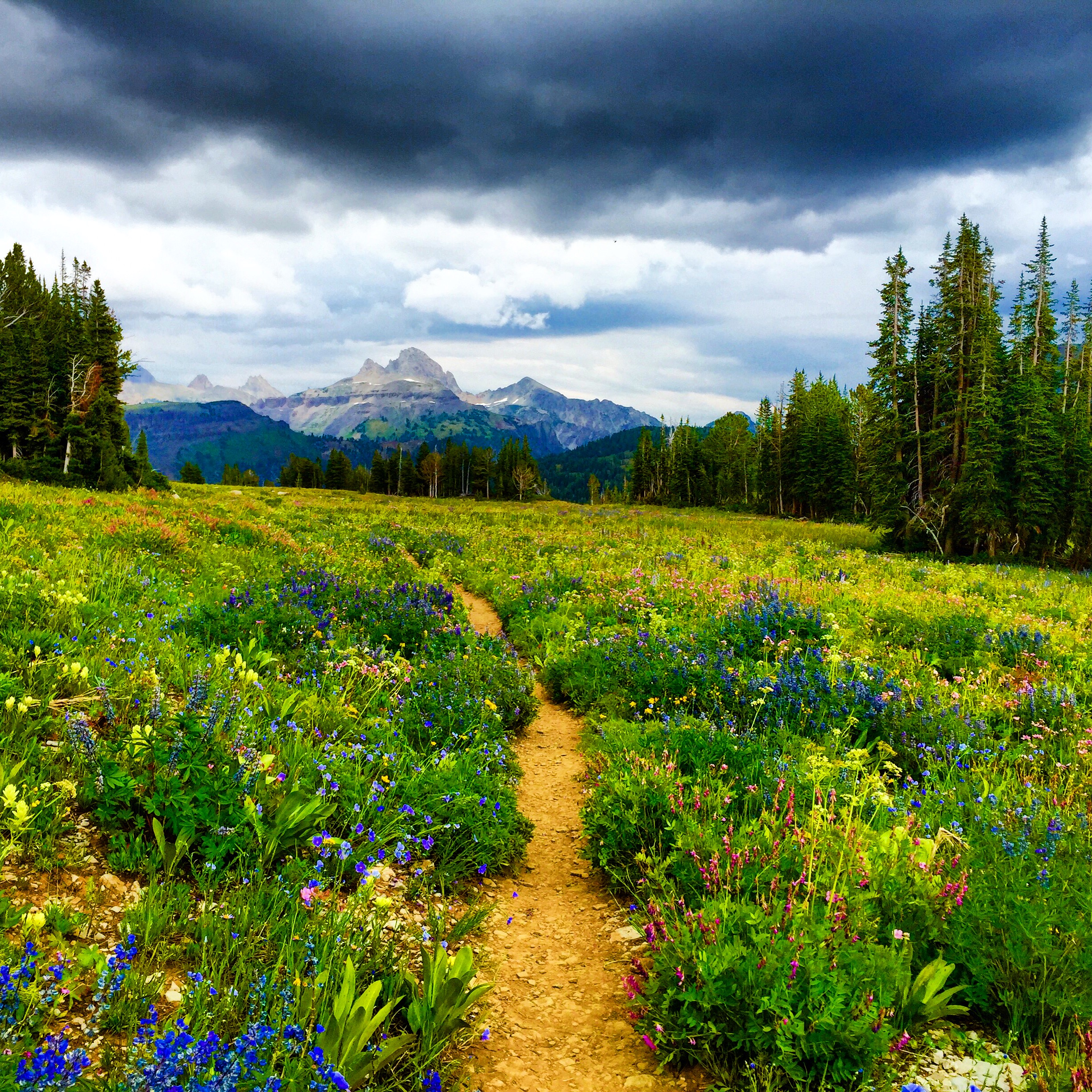 Storm approaches and I head for that stand of pines to the right. 